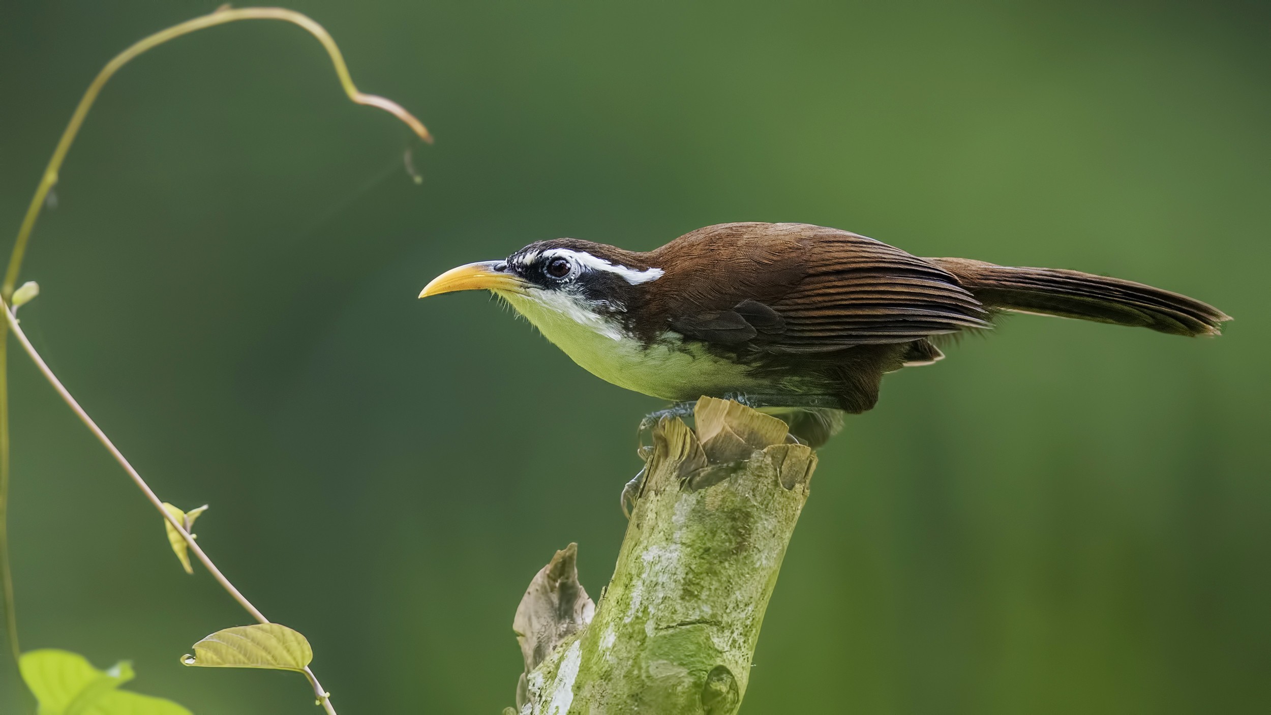 Sri Lankan Scimitar-babbler — Ana fotoğraf