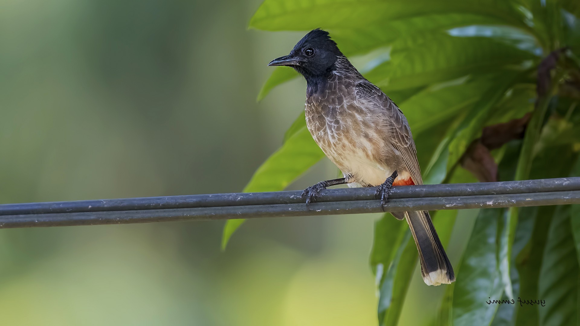 Red-vented Bulbul