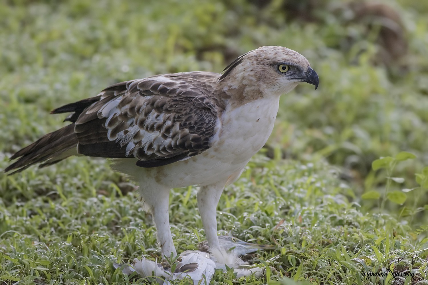 Changeable Hawk-eagle