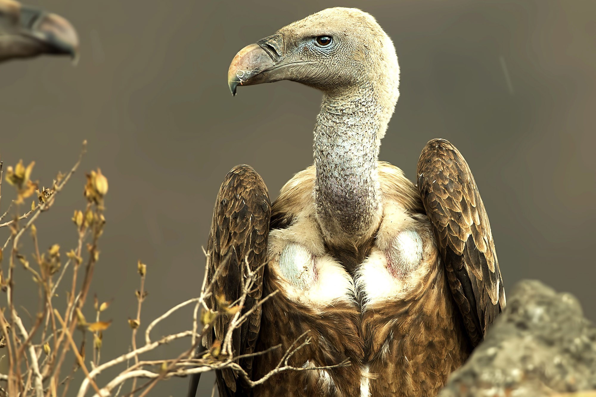 White-backed Vulture
