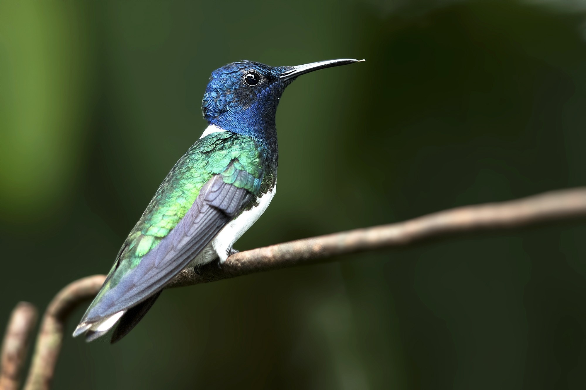 White-necked Jacobin — Ana fotoğraf