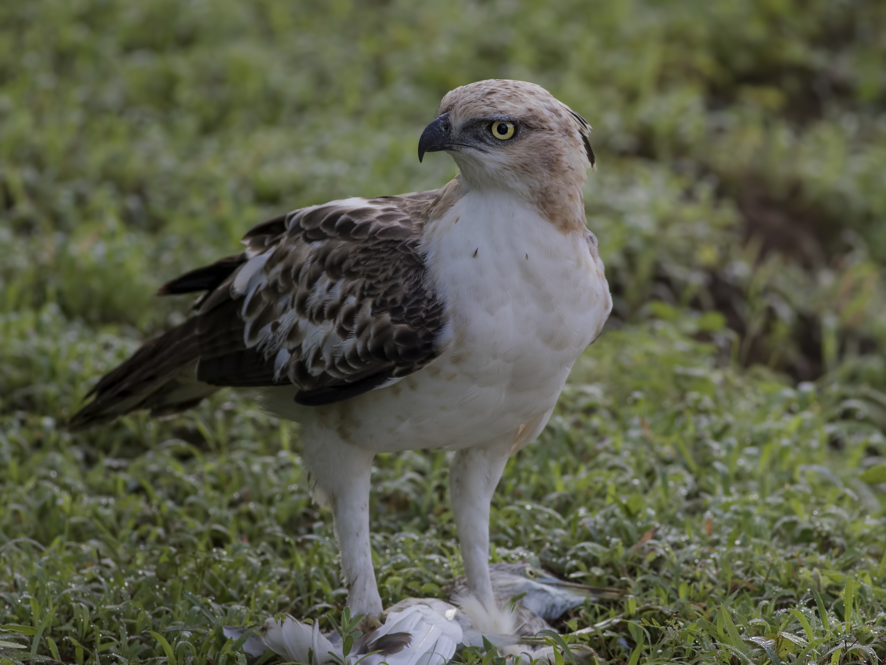 Changeable Hawk-eagle
