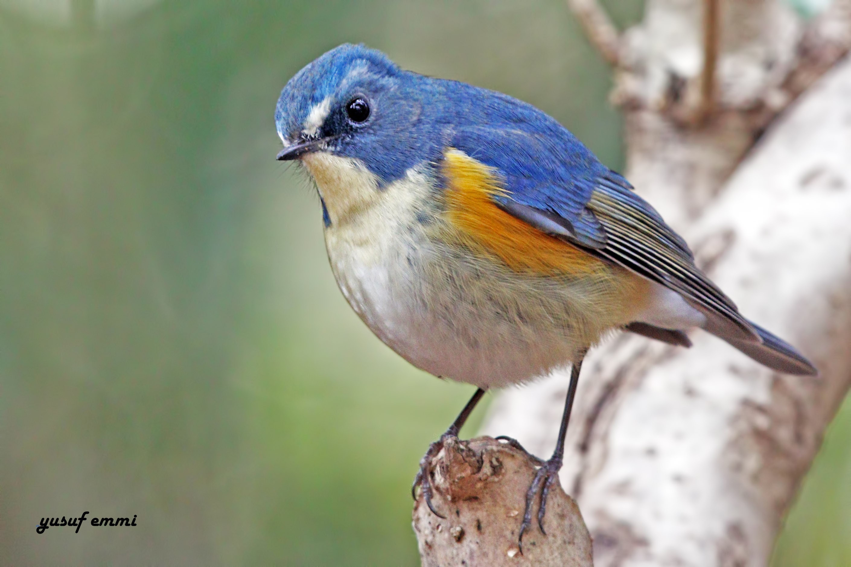 Orange-flanked Bush-robin — Ana fotoğraf