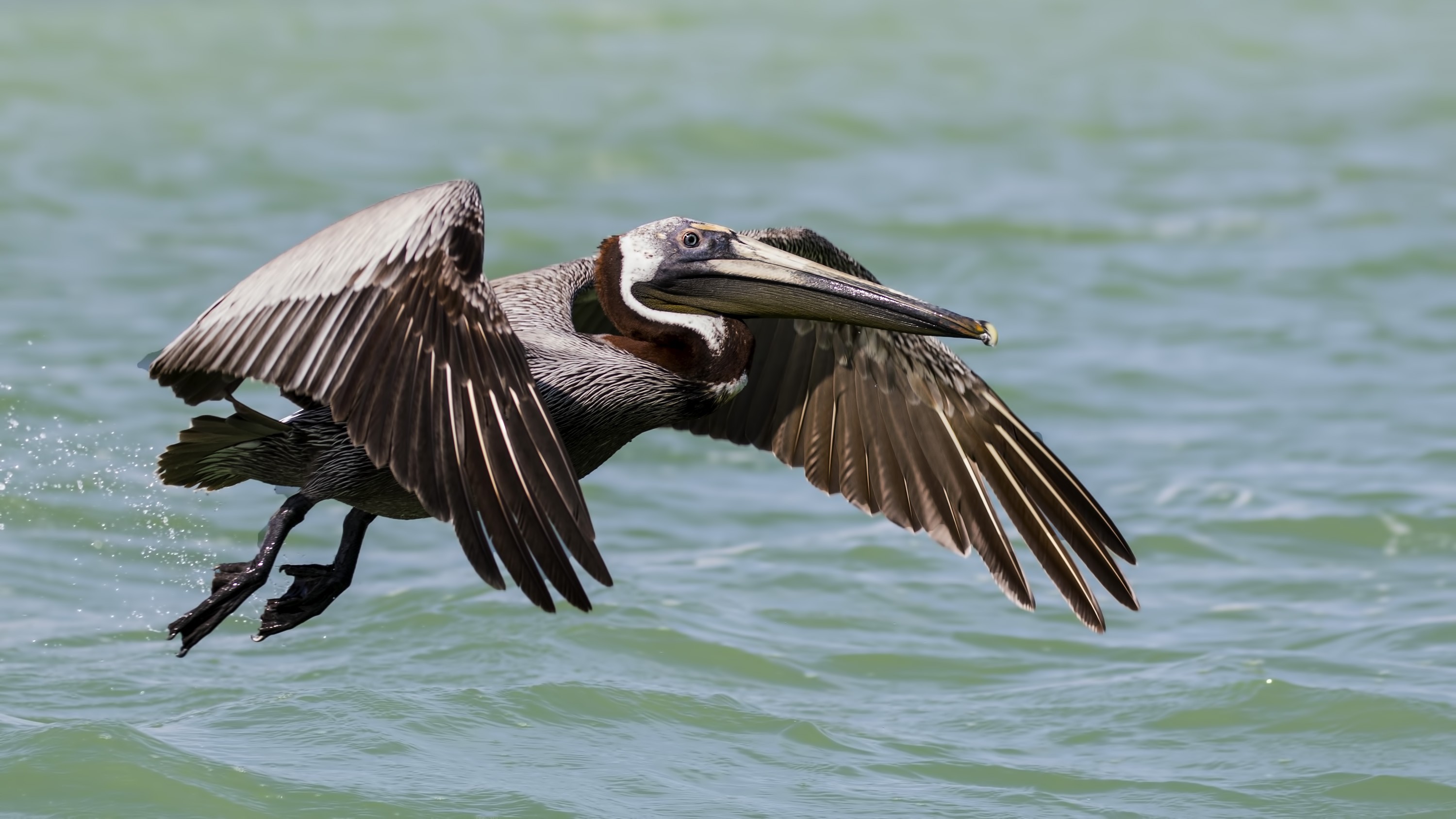 Brown Pelican