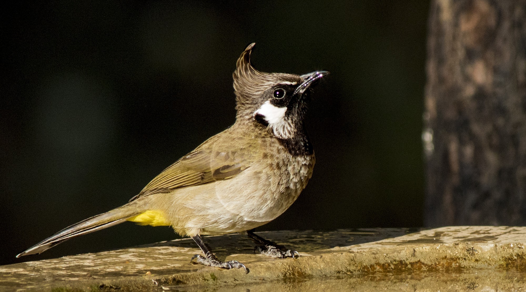 Himalayan Bulbul — Ana fotoğraf