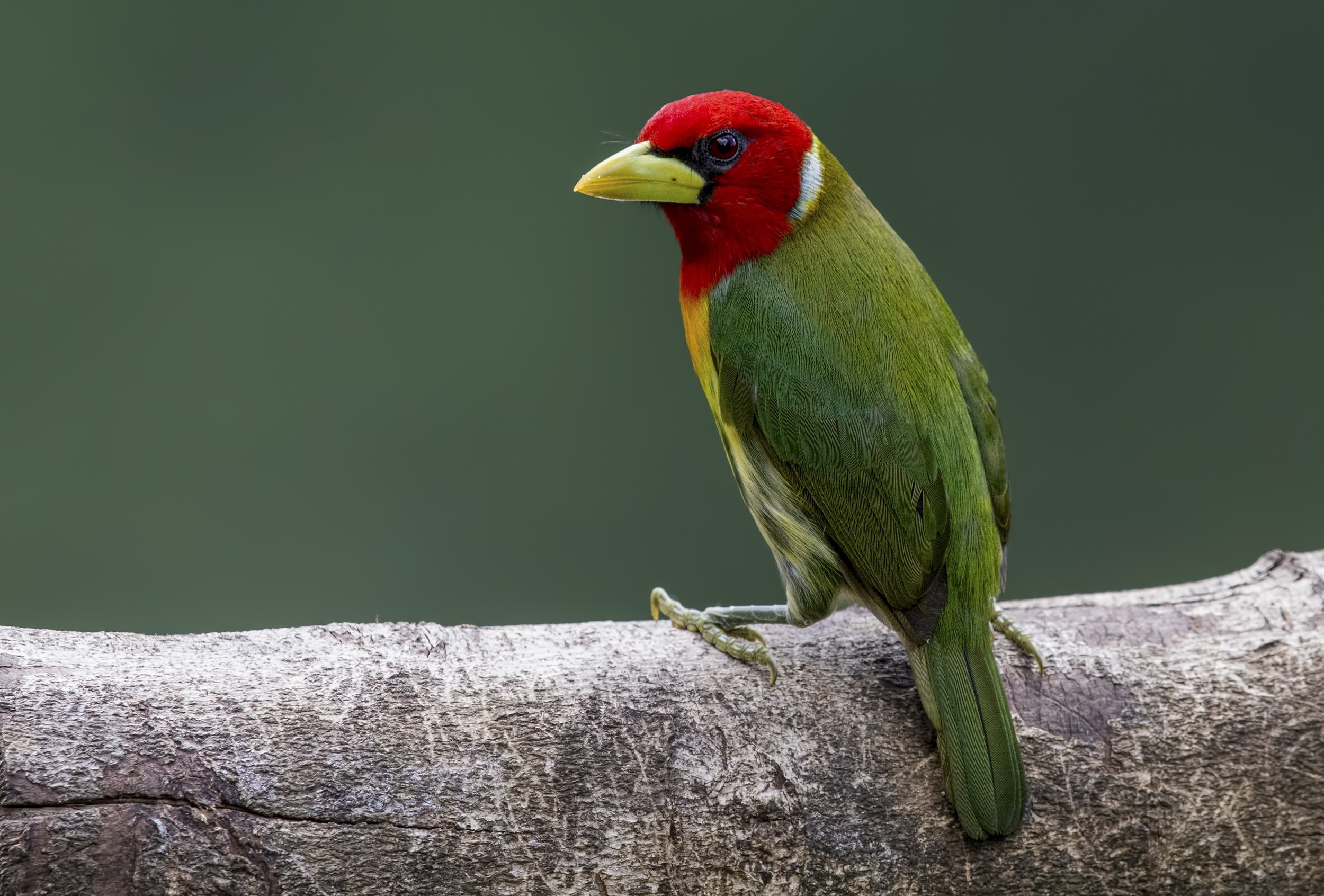 Red-headed Barbet — Ana fotoğraf