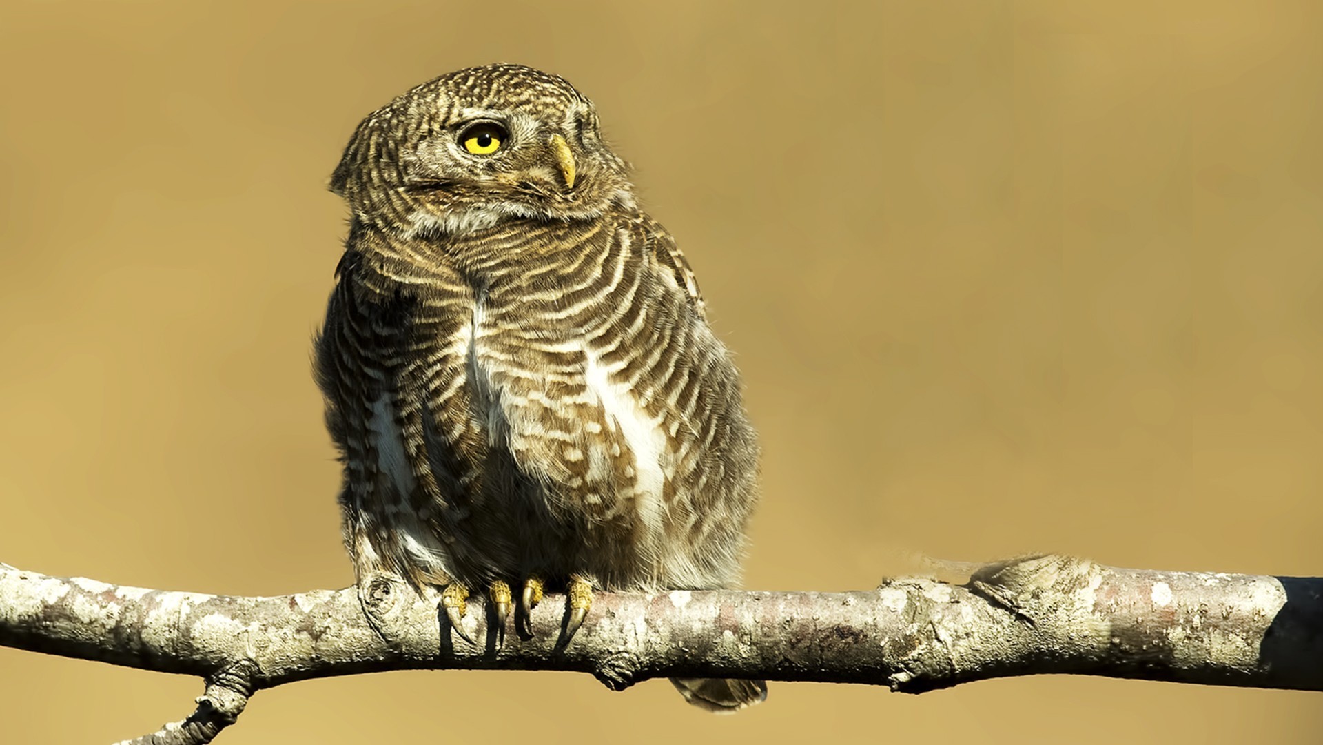 Asian Barred Owlet — Ana fotoğraf