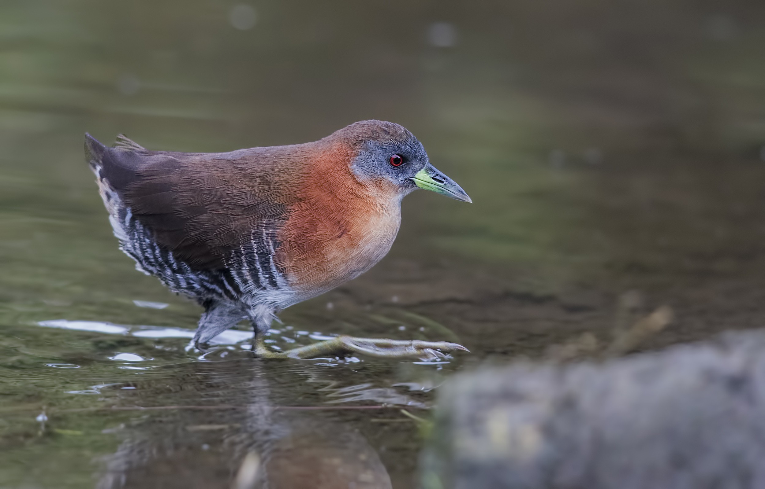 White-throated Crake