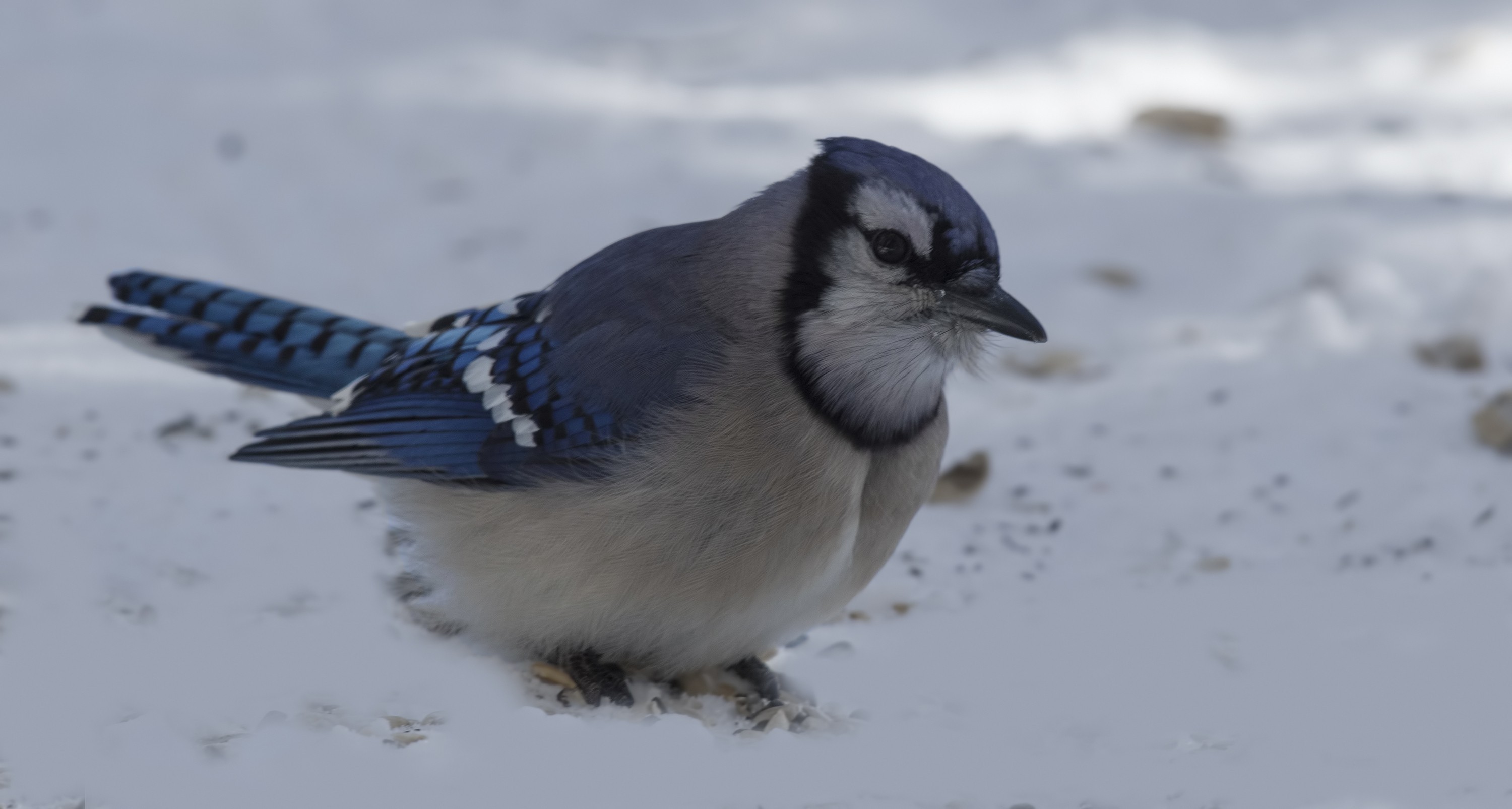 Blue Jay