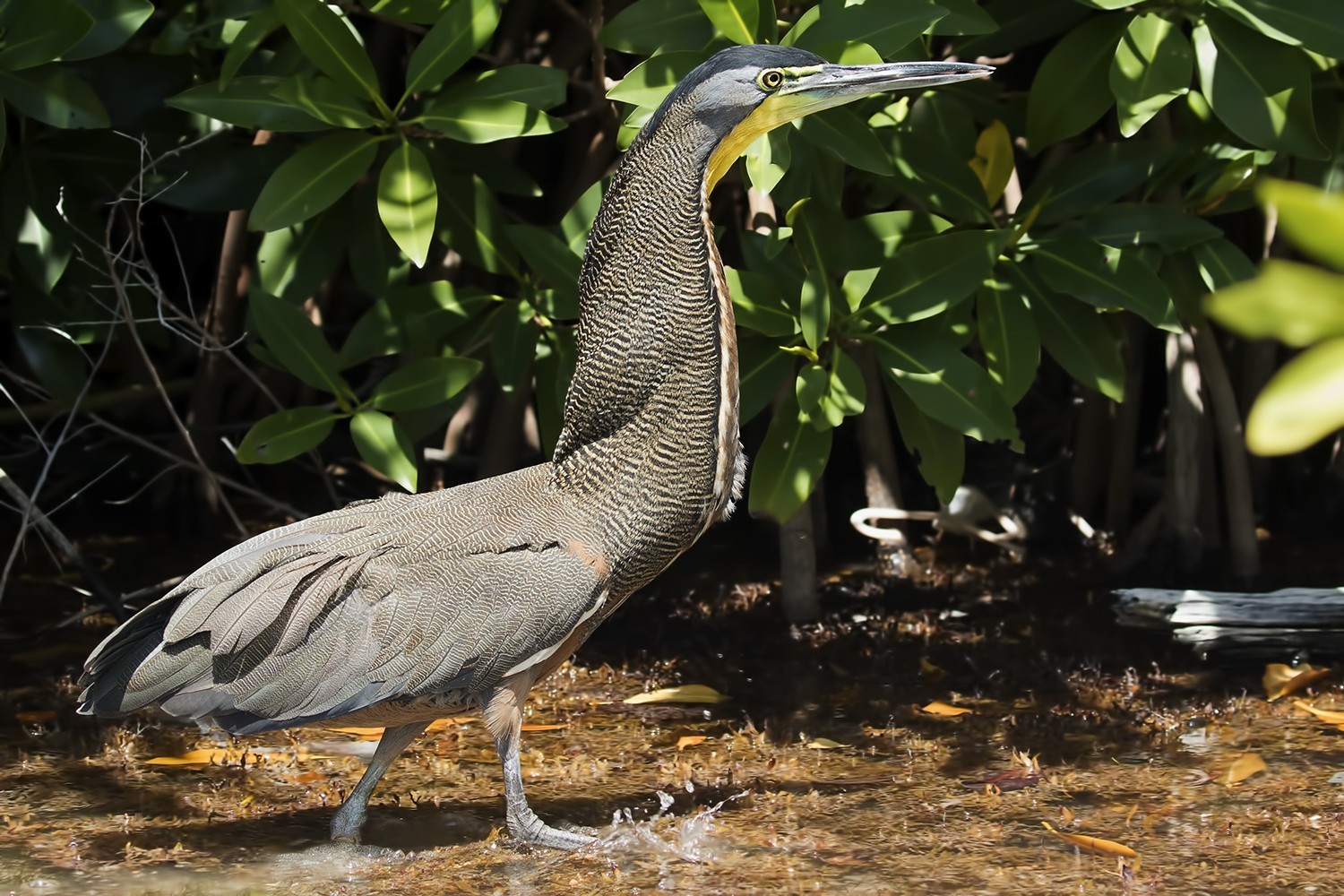 Bare-throated Tiger-heron — Ana fotoğraf