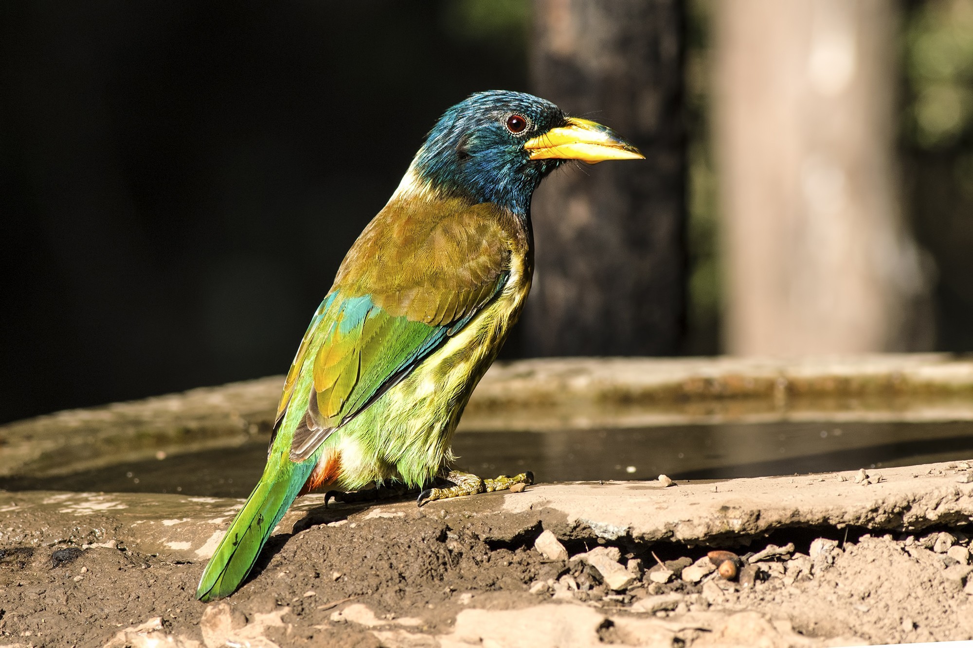 Great Barbet