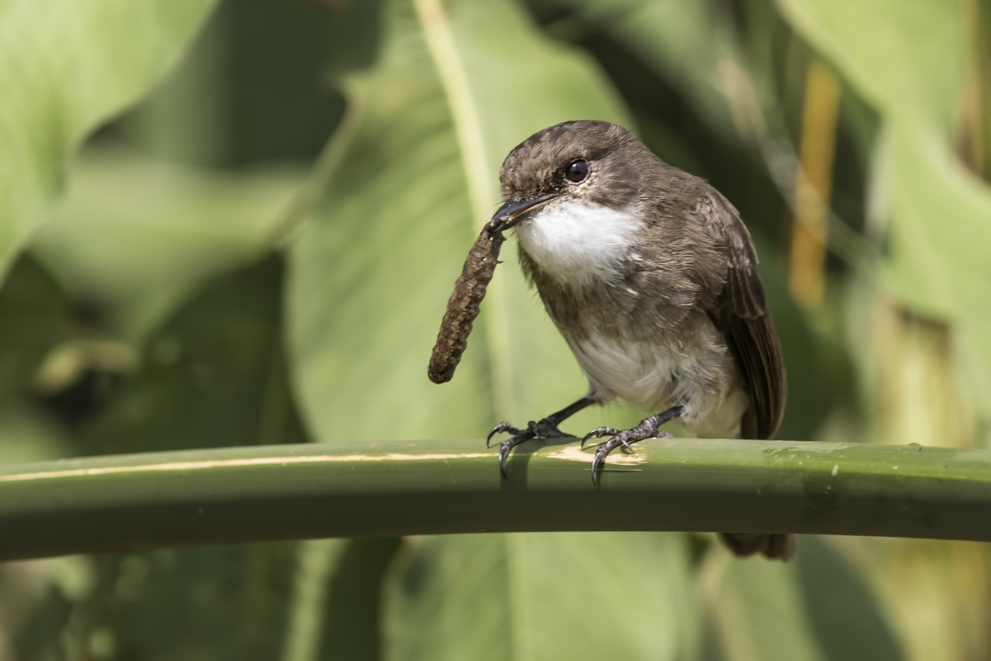 Swamp Flycatcher