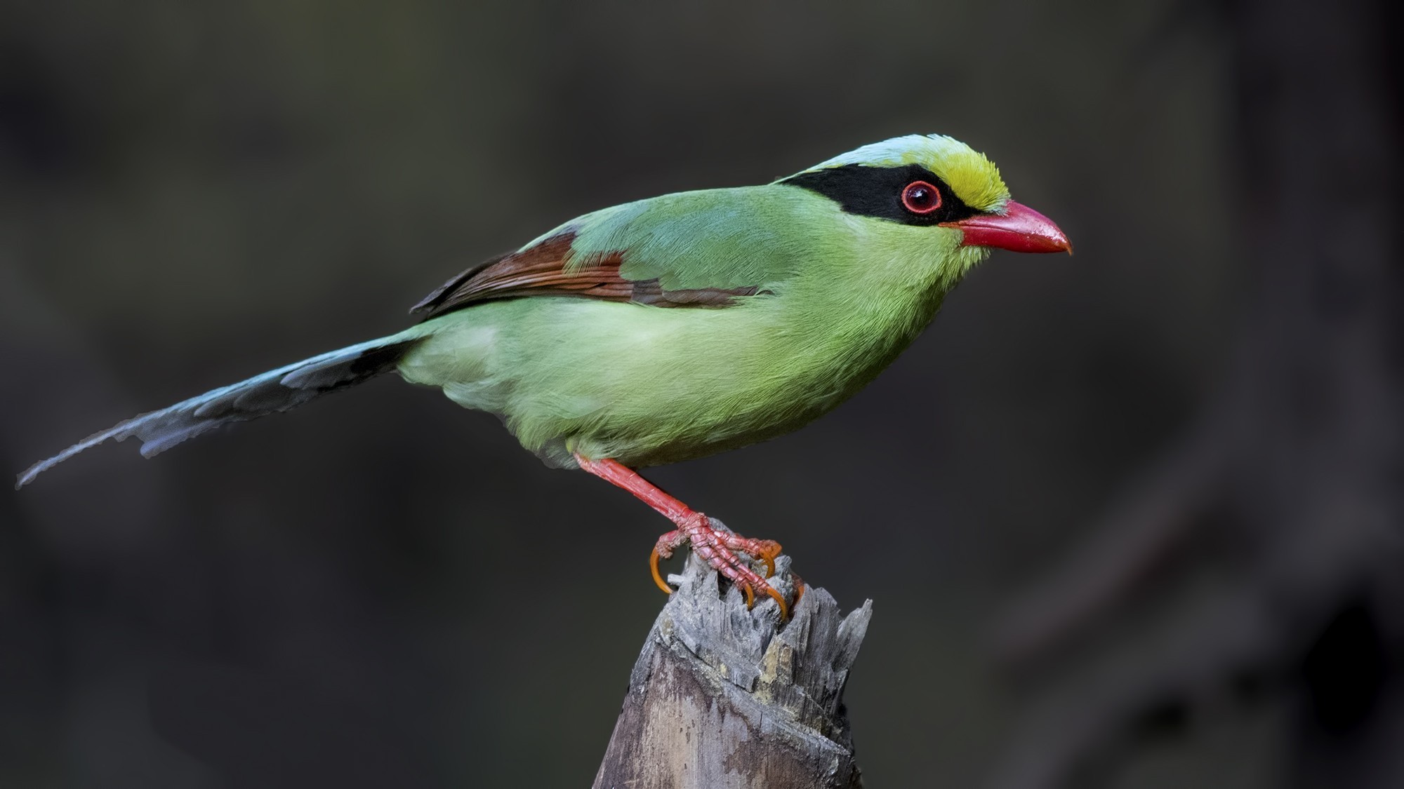 Common Green Magpie — Ana fotoğraf