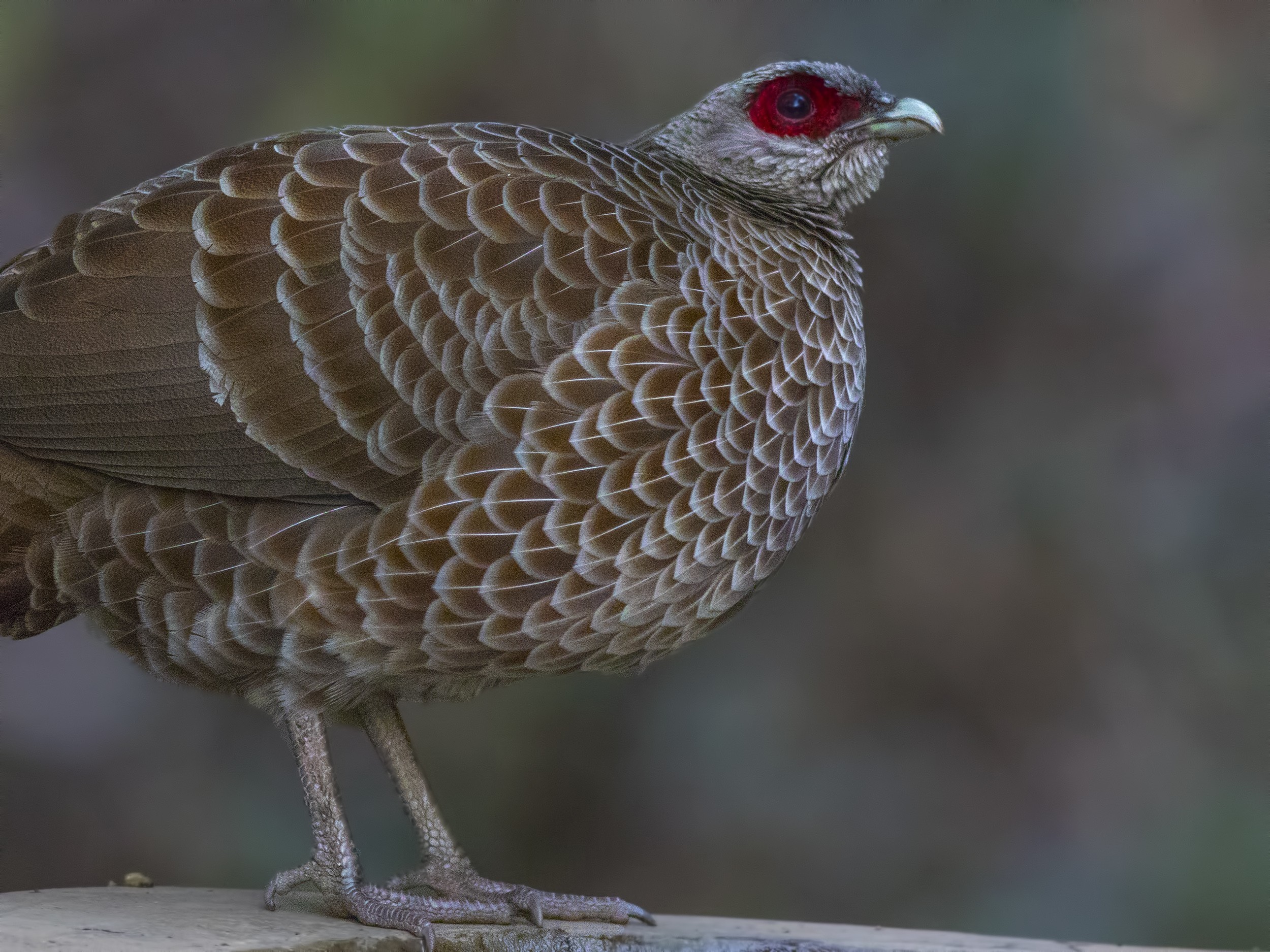 Kalij Pheasant