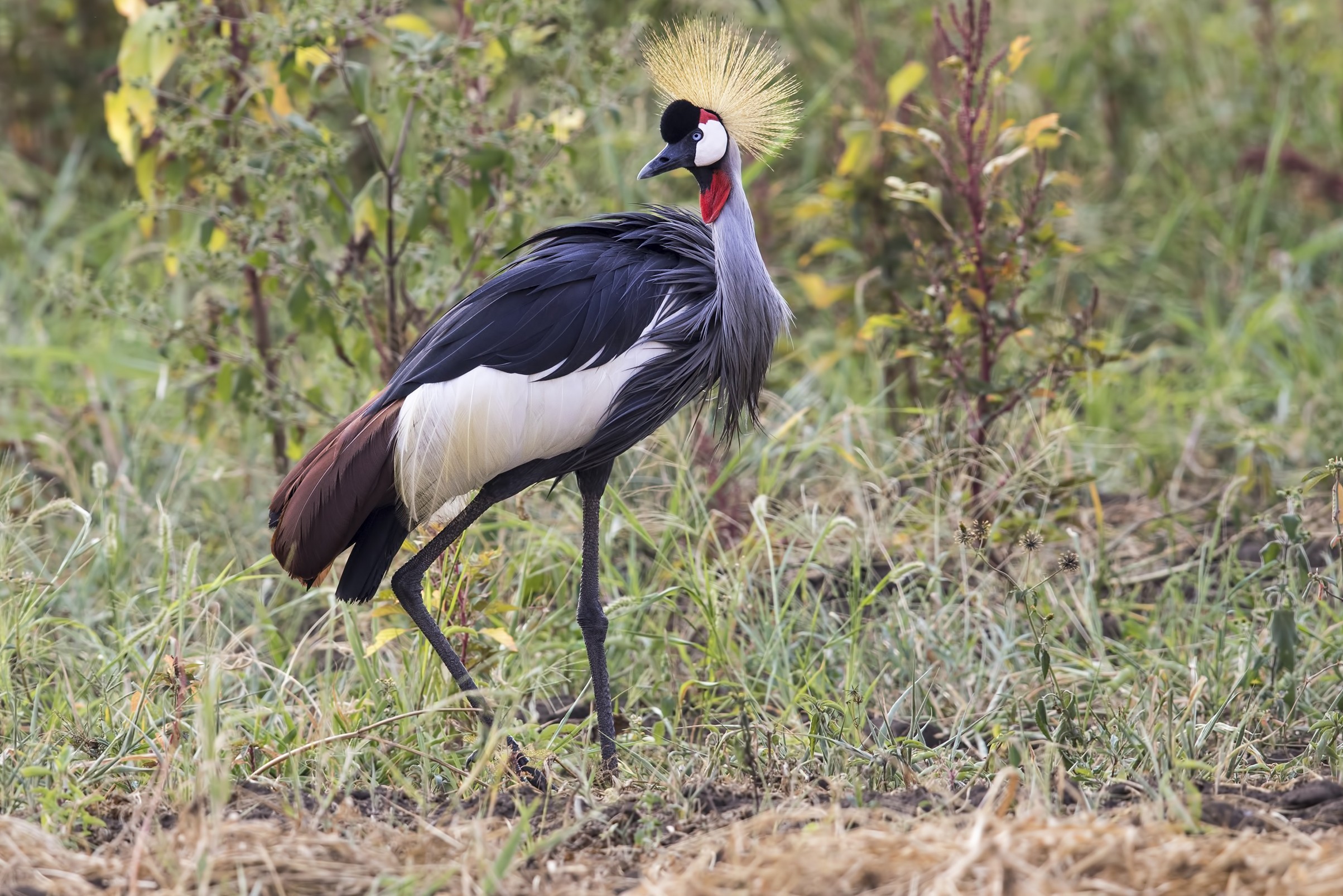 Grey Crowned-crane