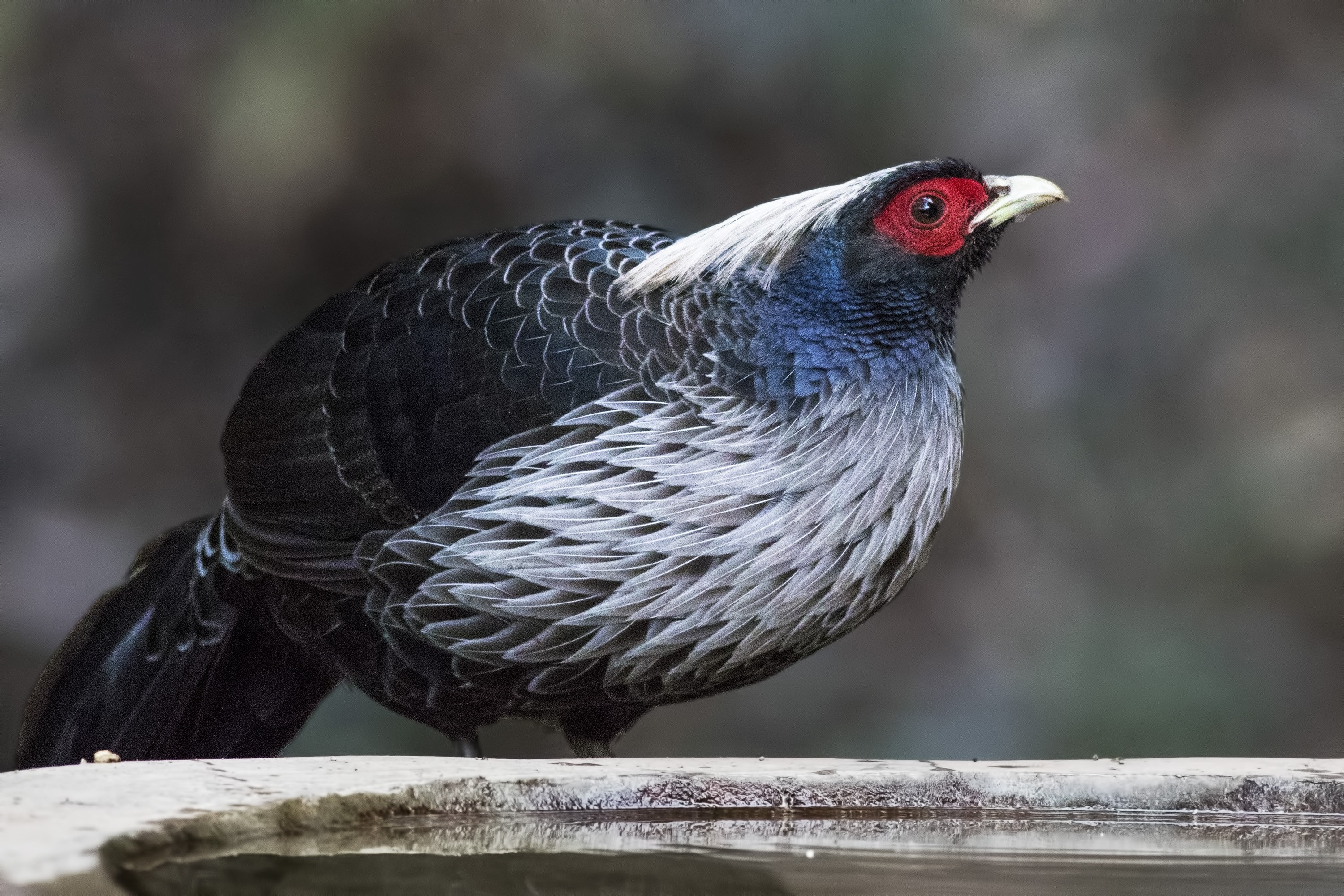 Kalij Pheasant
