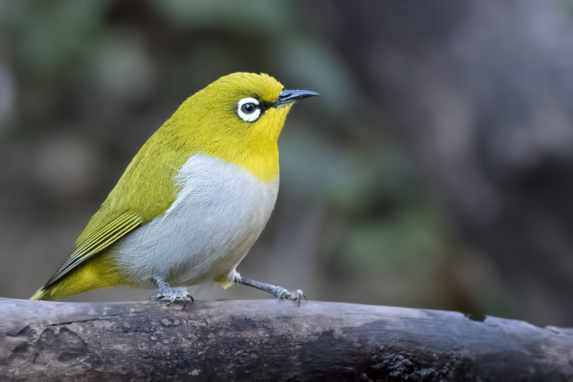 Oriental White-eye — Ana fotoğraf