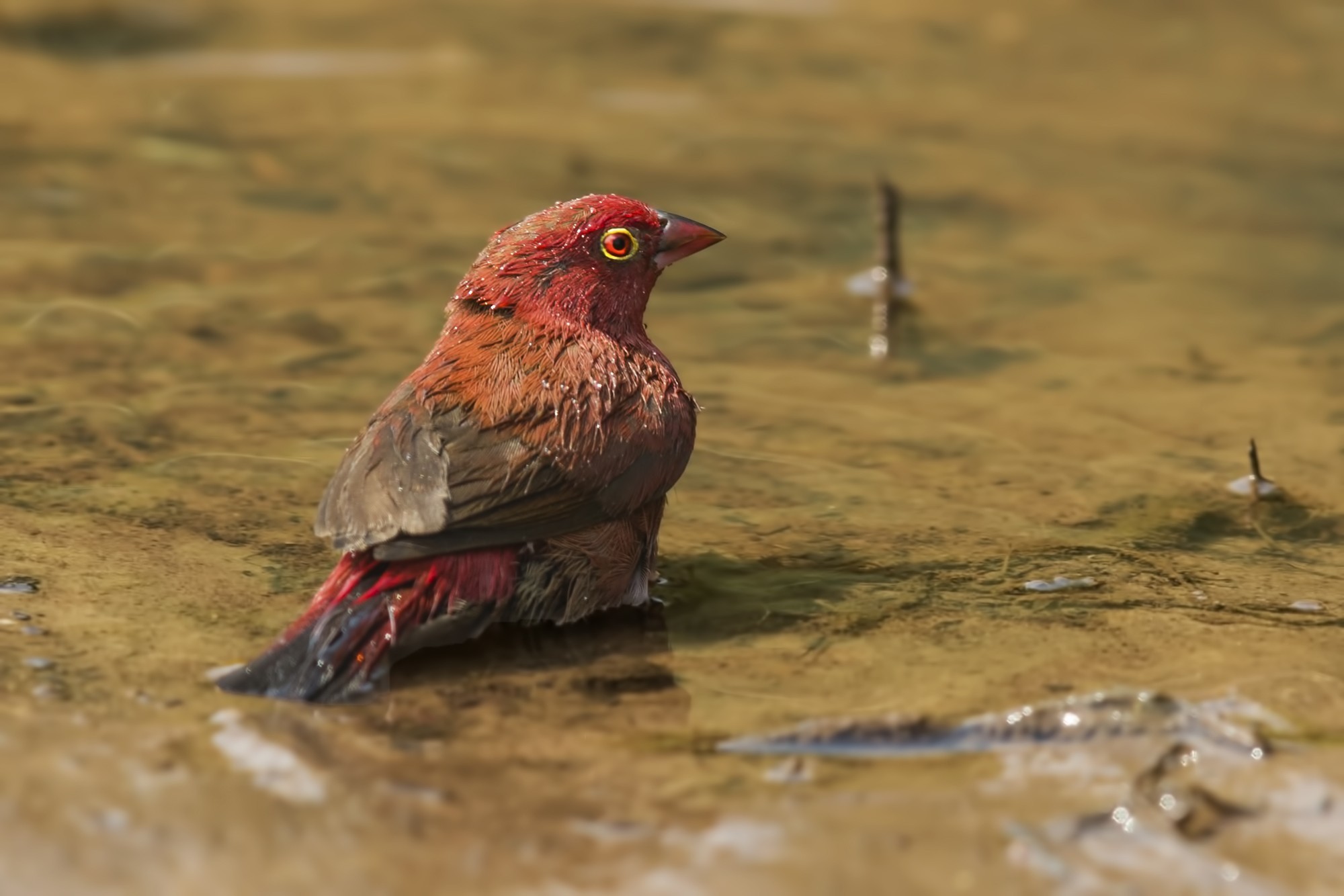 Red-billed Firefinch