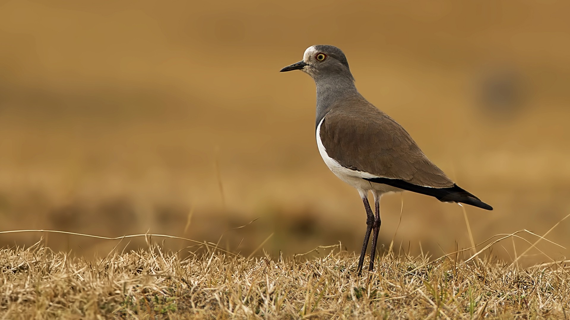 Black-winged Lapwing