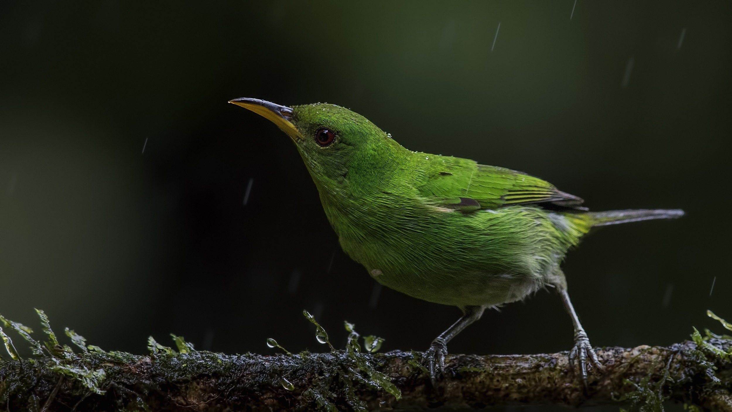 Green Honeycreeper