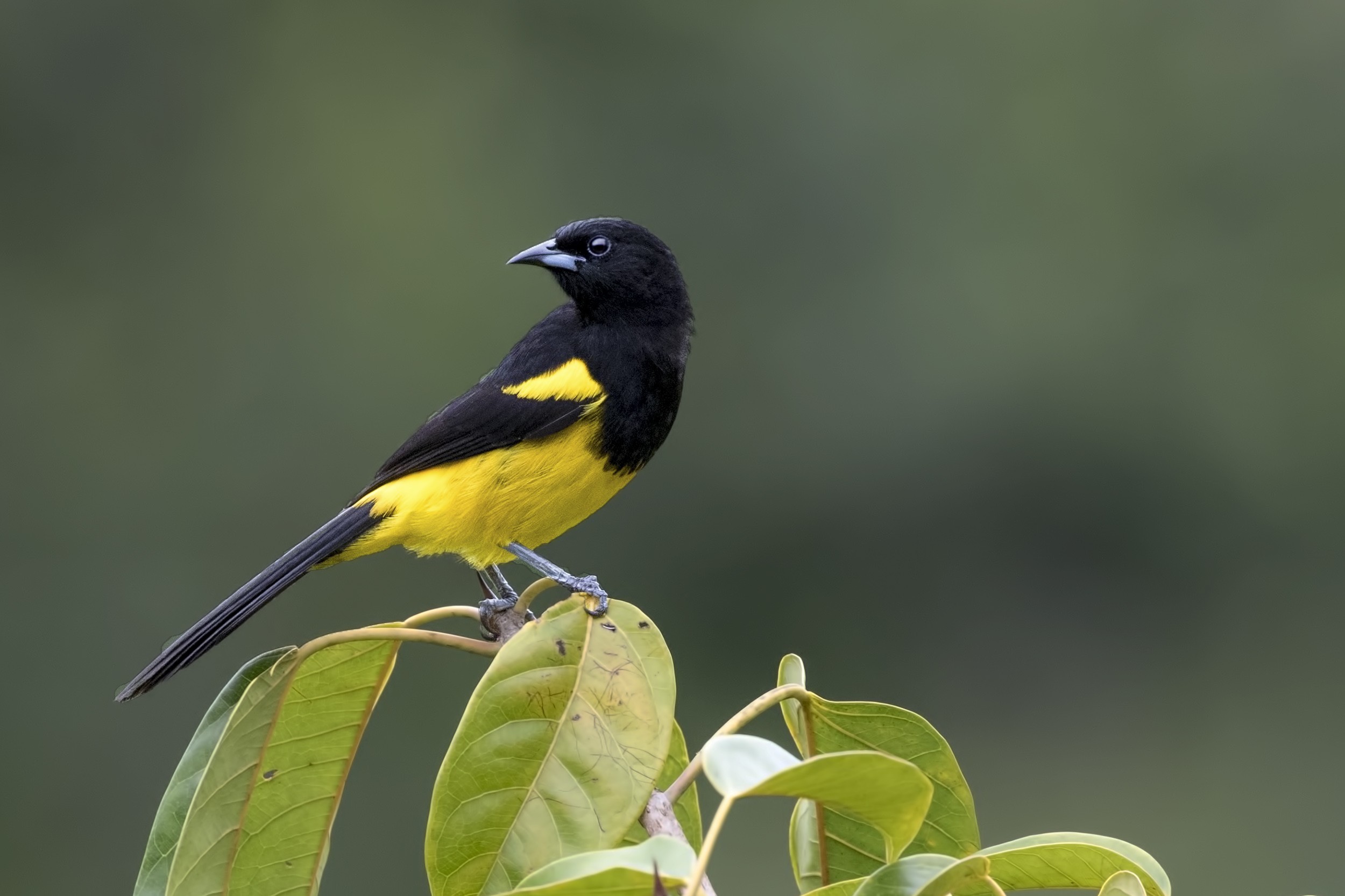 Black-cowled Oriole