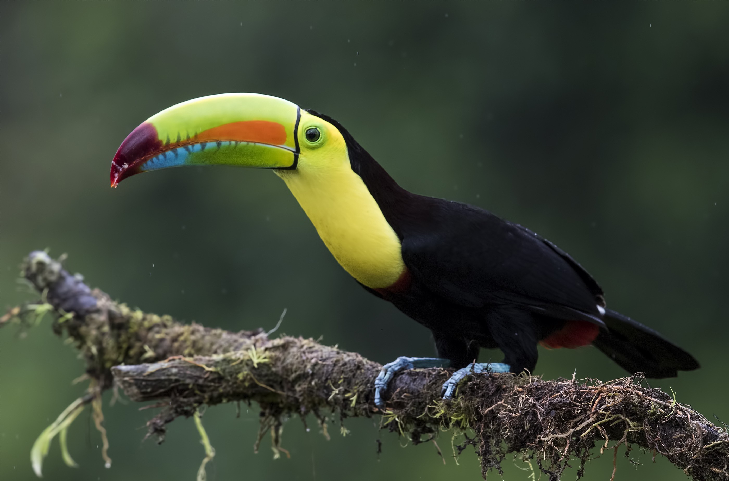 Keel-billed Toucan — Ana fotoğraf