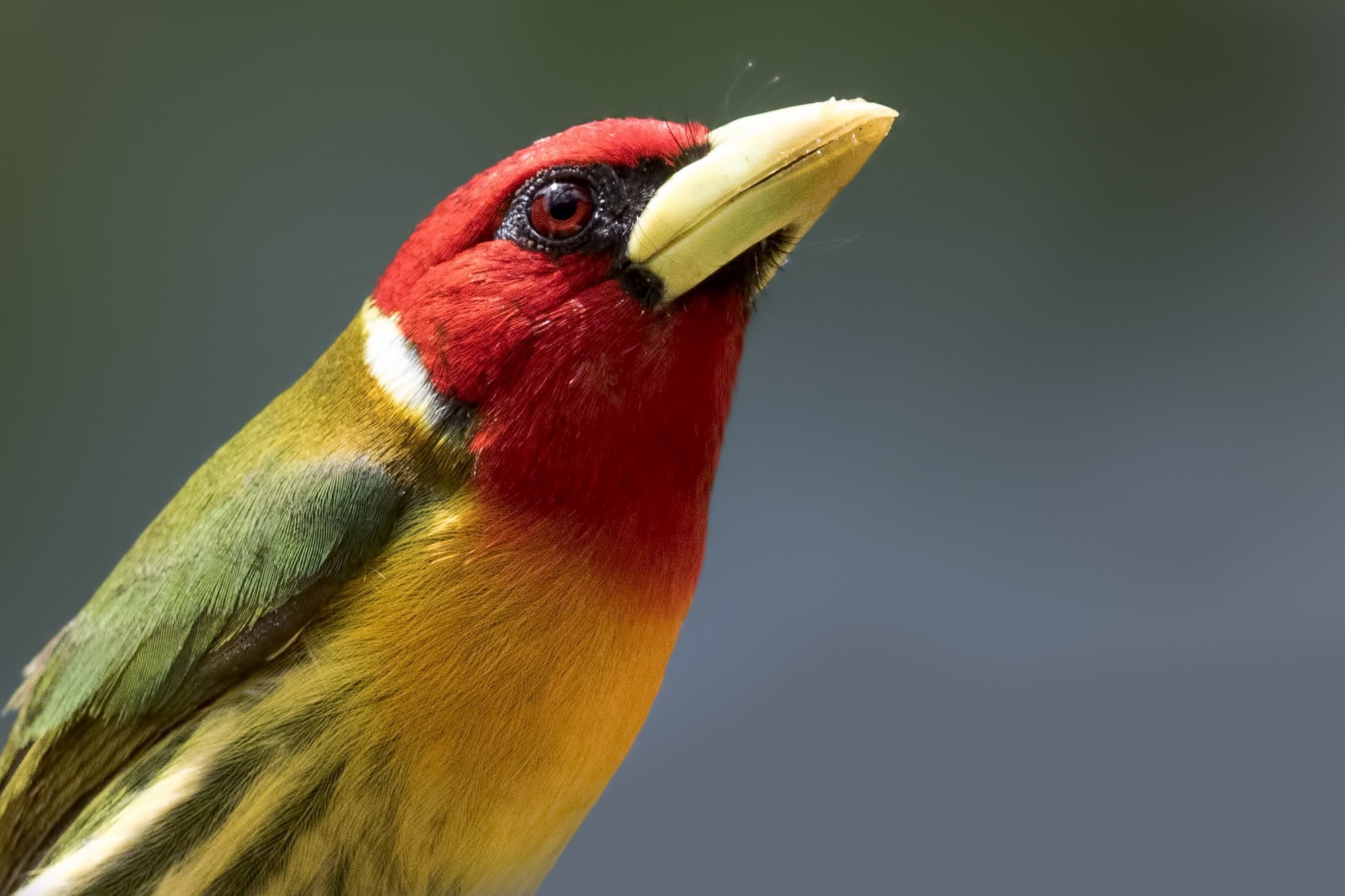Red-headed Barbet