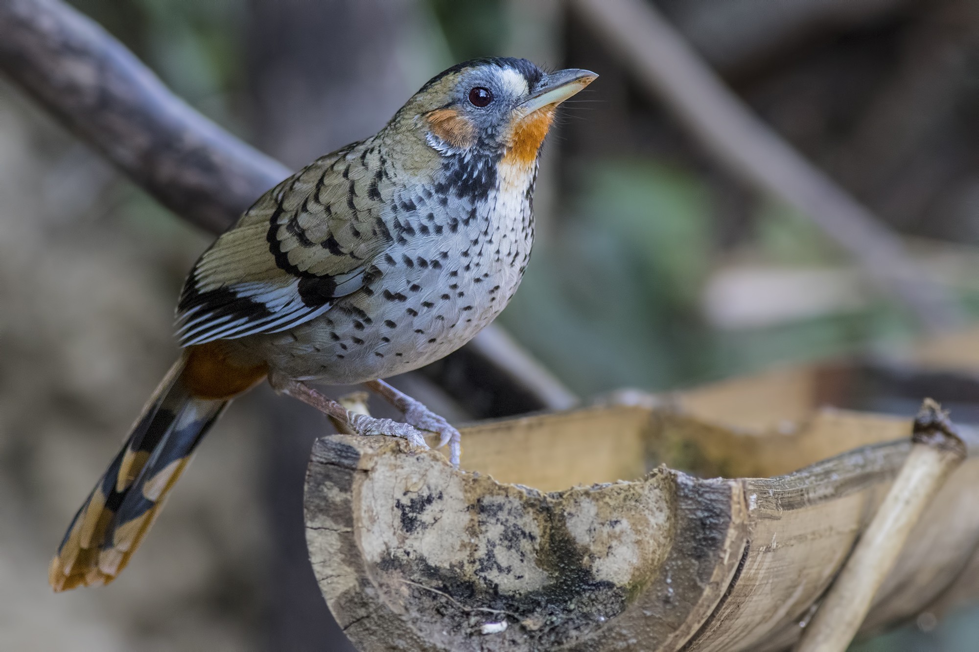 Rufous-chinned Laughingthrush