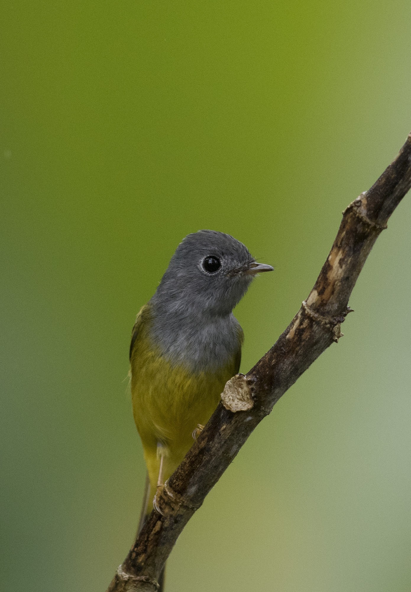 Grey-headed Canary-flycatcher