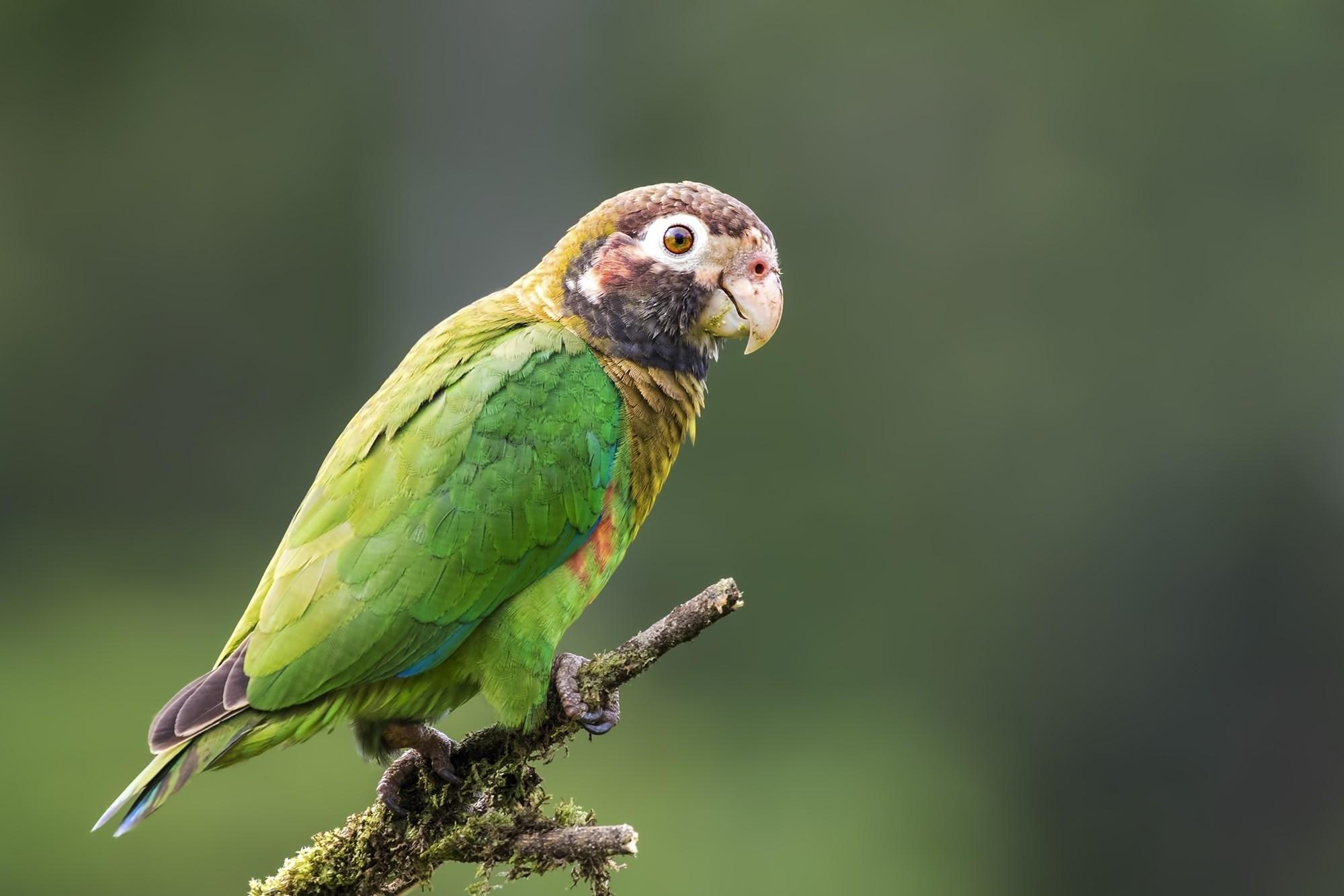 Brown-hooded Parrot