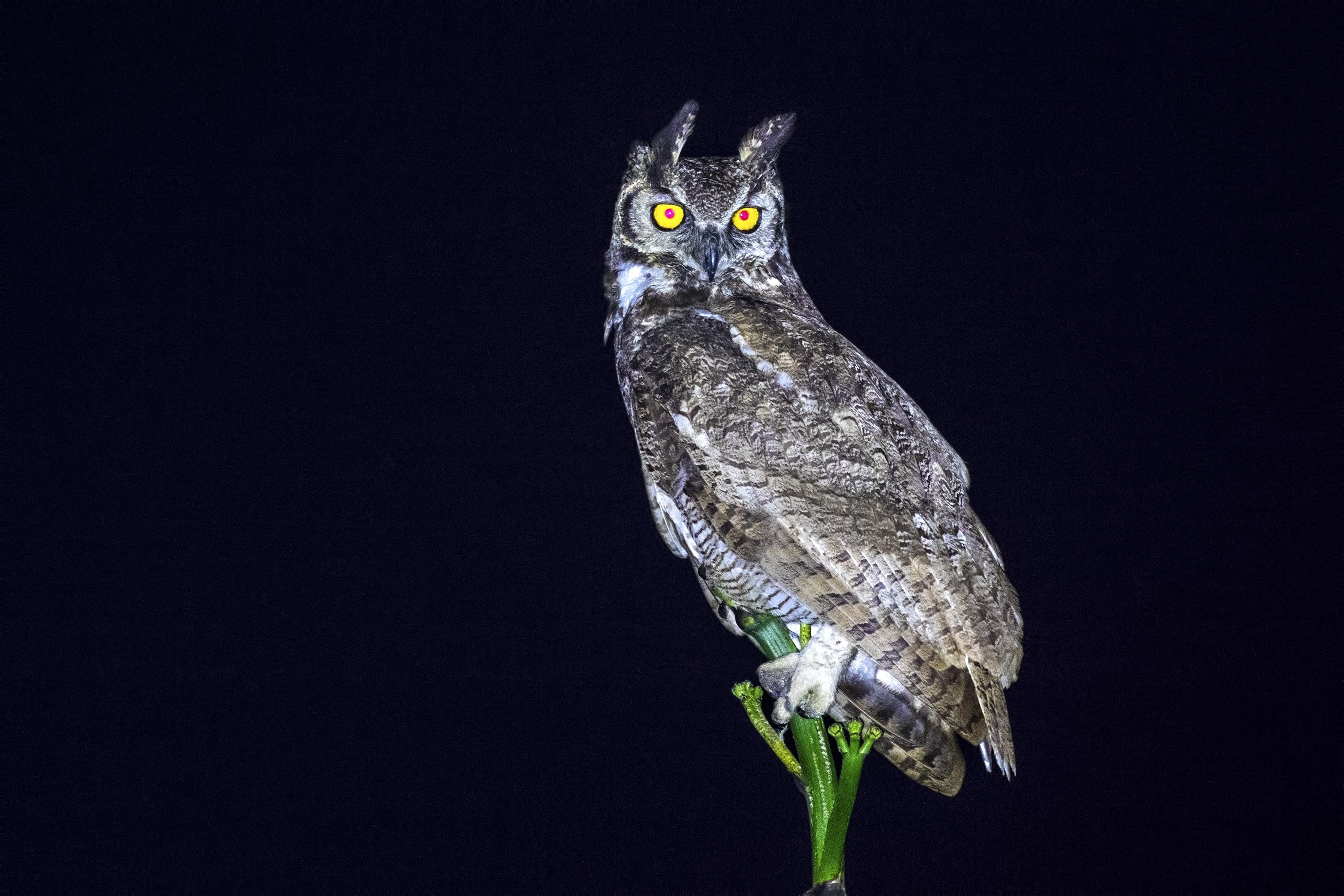 Great Horned Owl — Ana fotoğraf