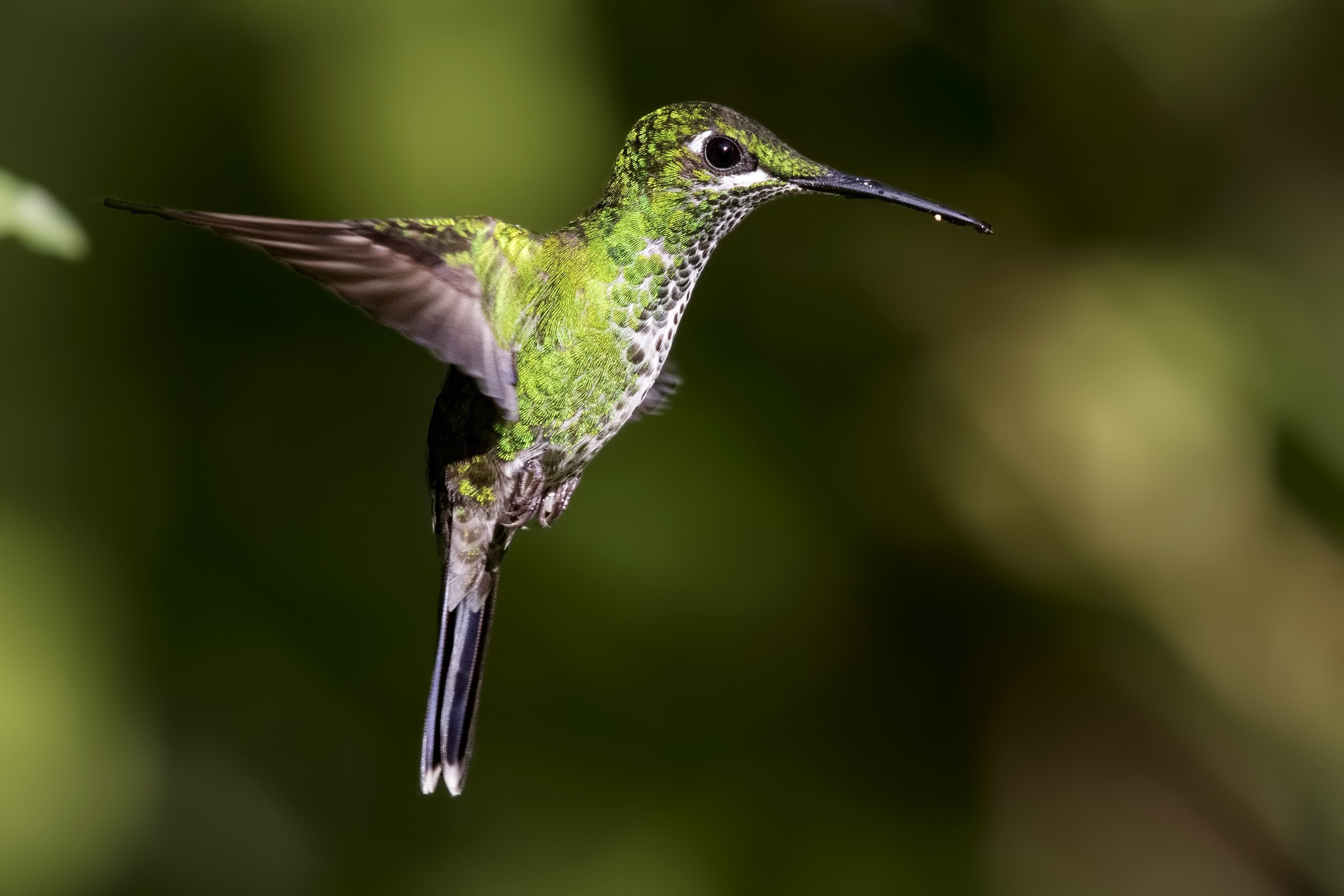 Green-crowned Brilliant