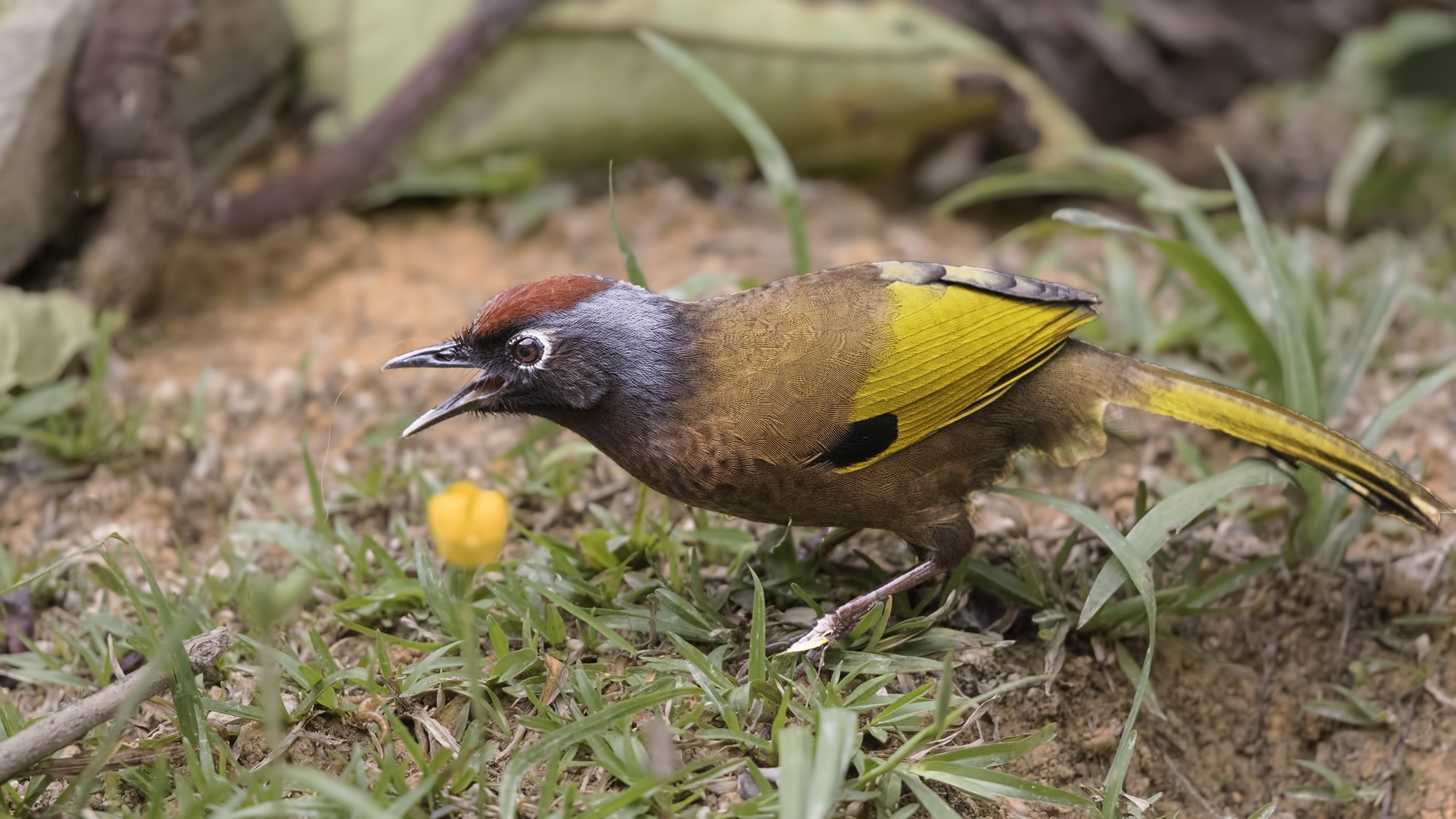 Malayan Laughingthrush