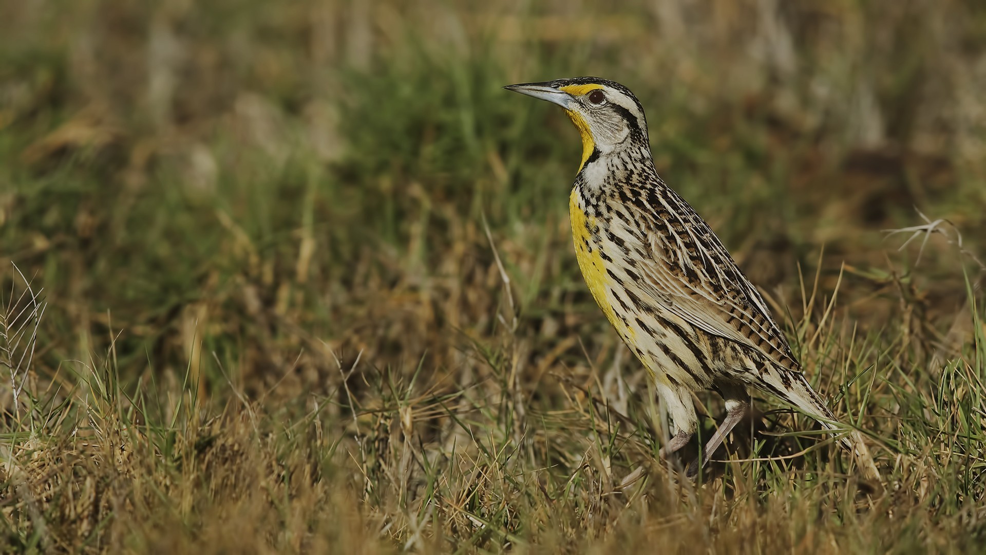 Eastern Meadowlark