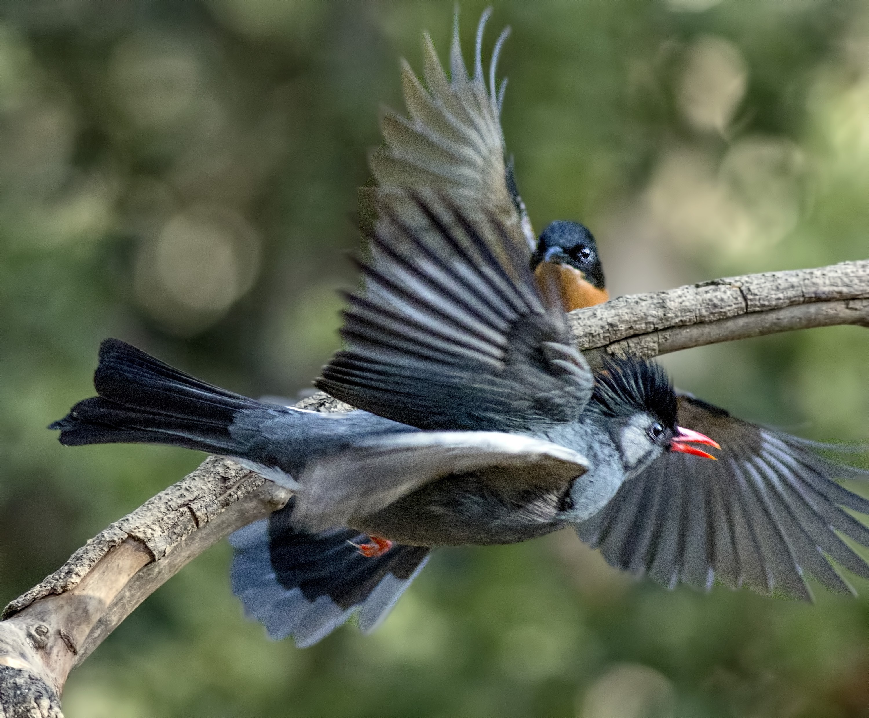 Himalayan Black Bulbul