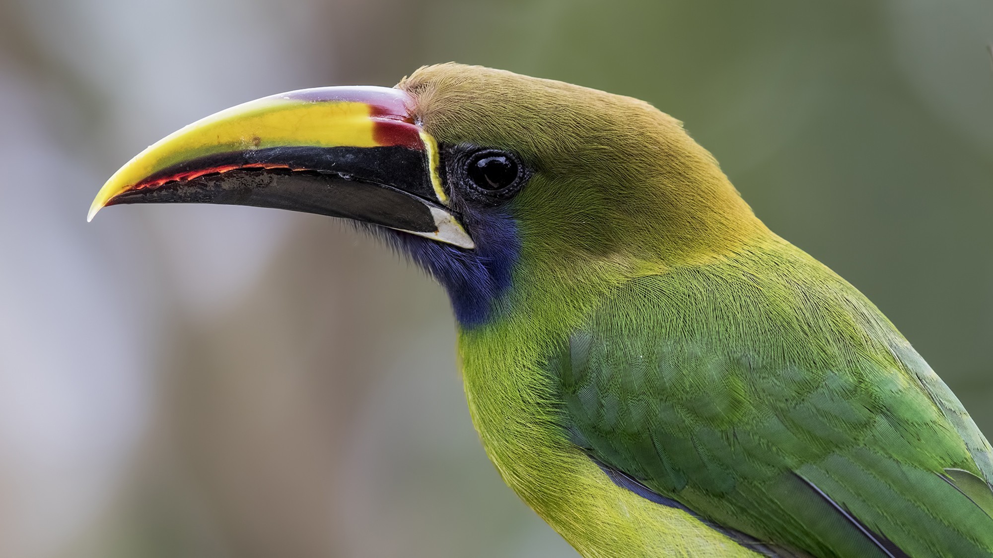 Emerald Toucanet