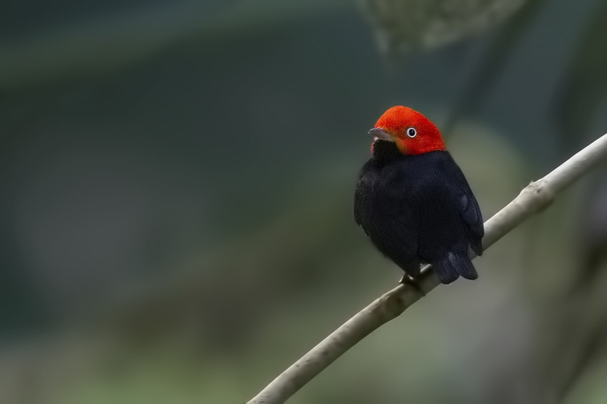 Red-capped Manakin
