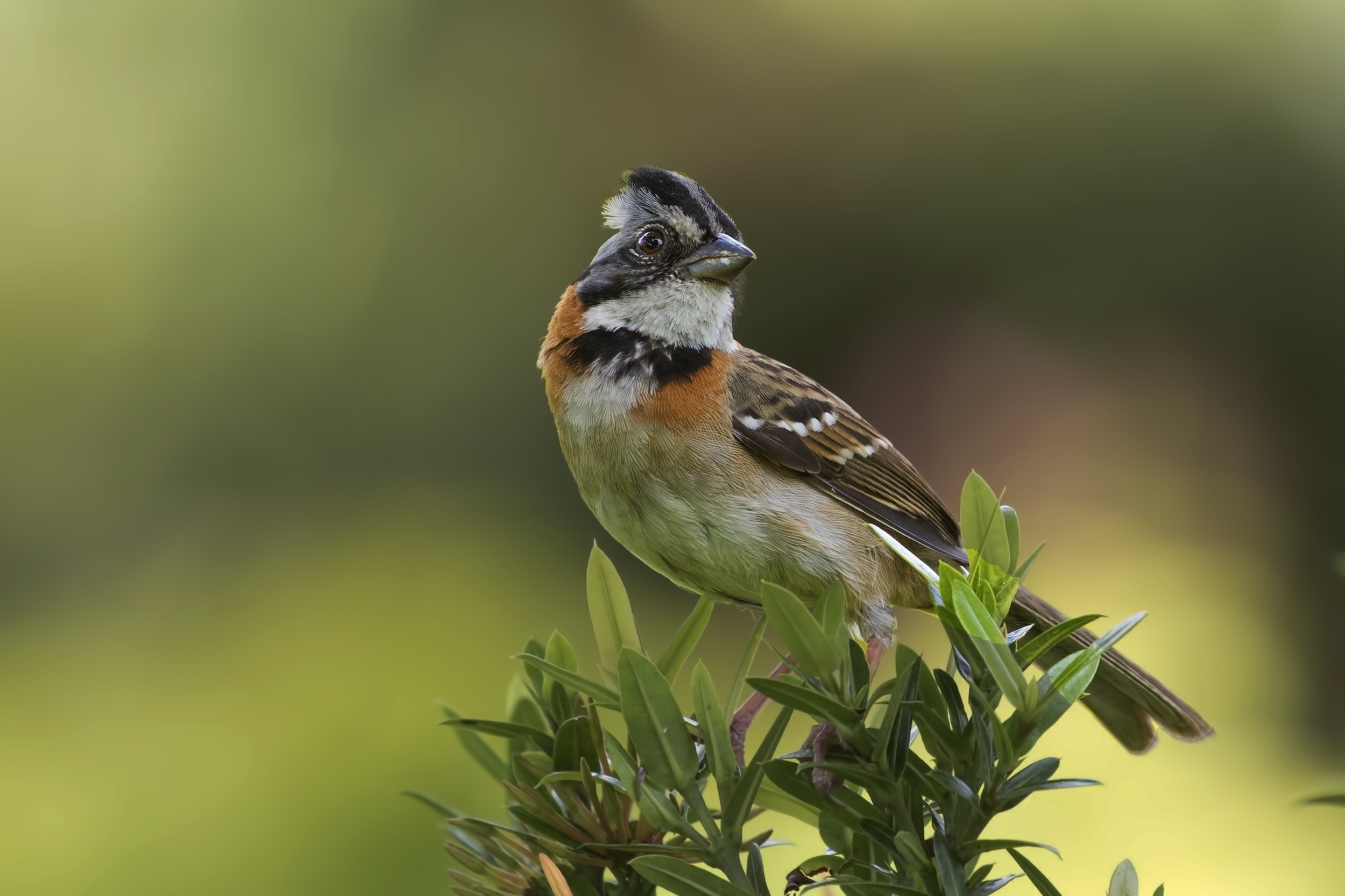 Rufous-collared Sparrow
