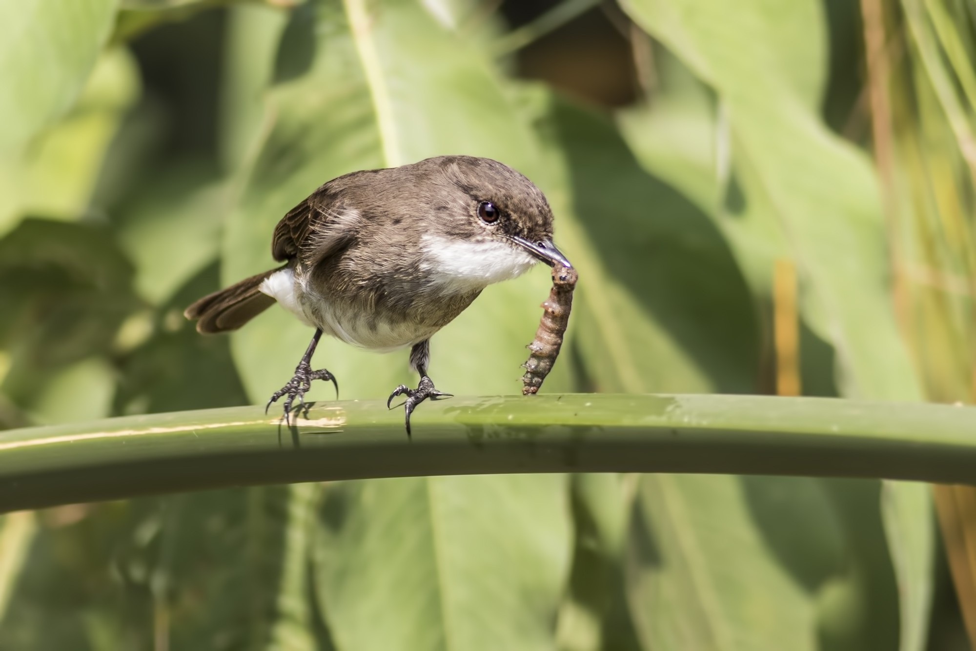 Swamp Flycatcher — Ana fotoğraf