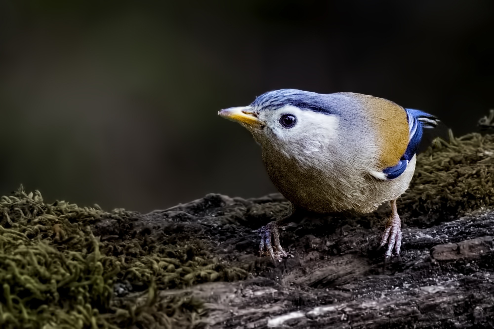 Blue-winged Siva — Ana fotoğraf