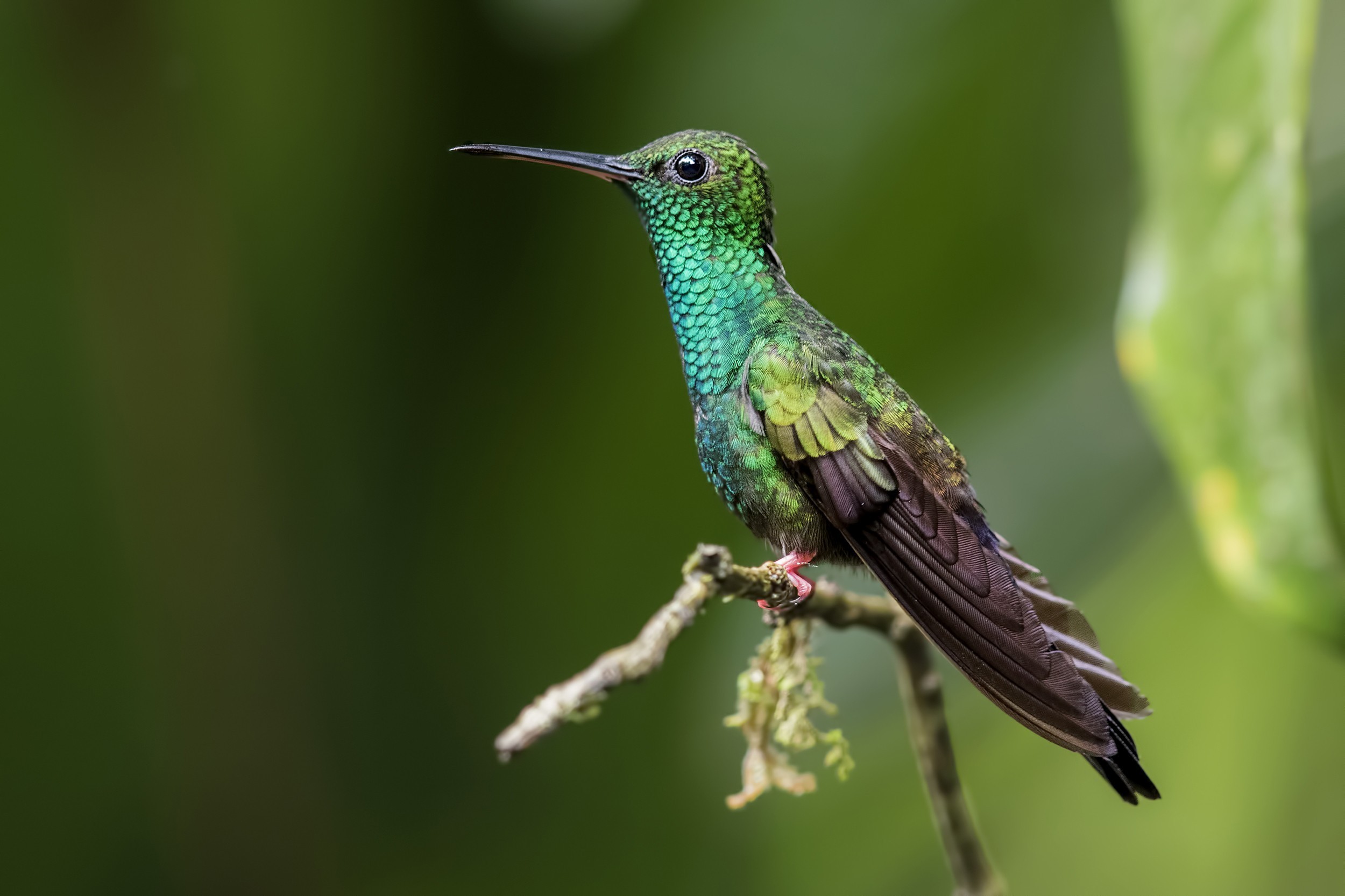 Bronze-tailed Plumeleteer — Ana fotoğraf