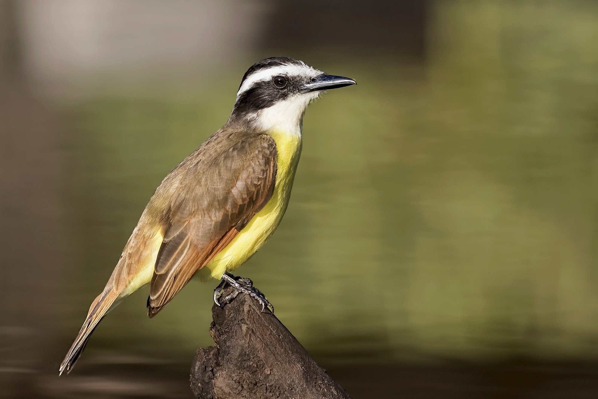 Great Kiskadee