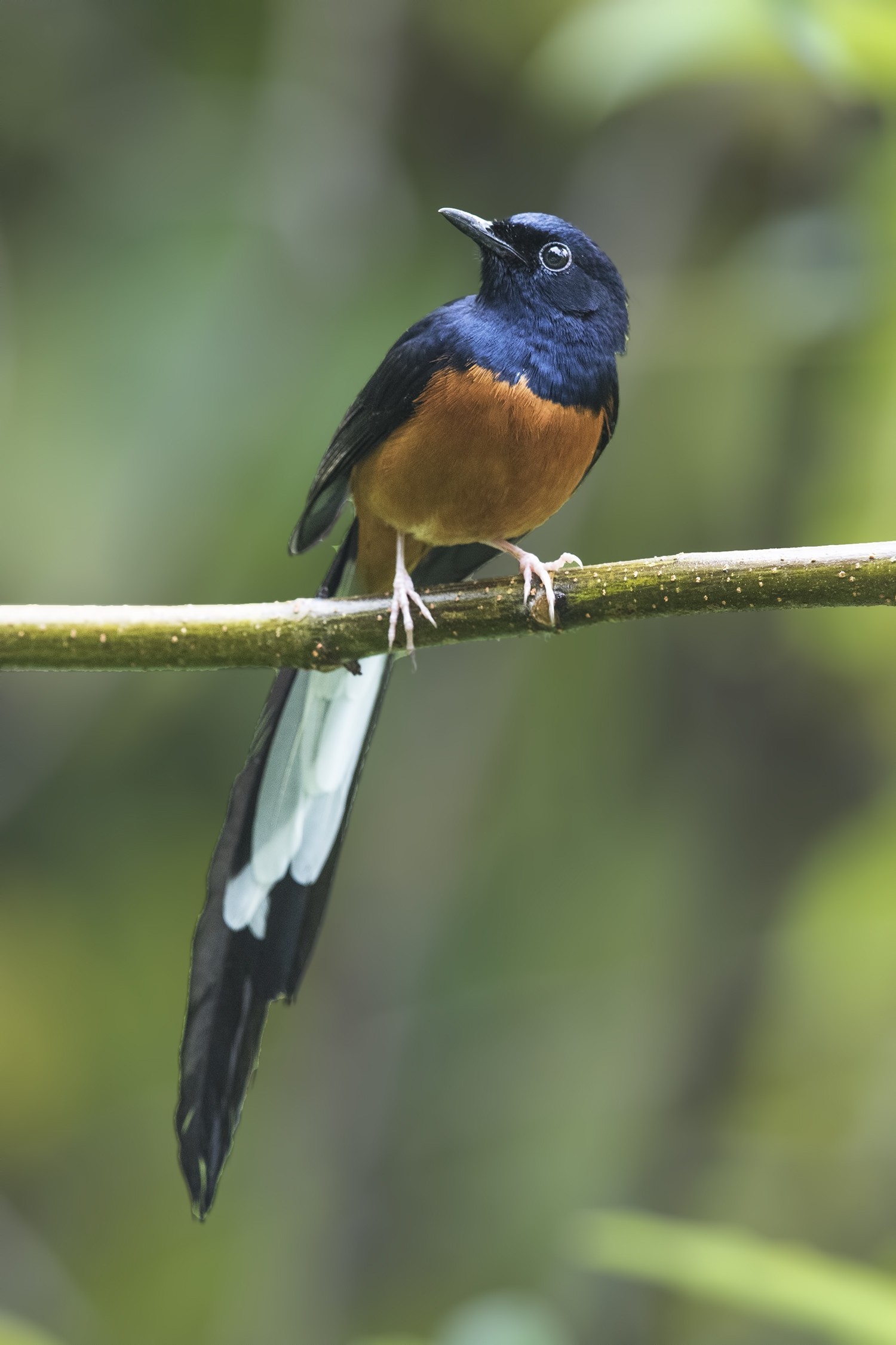 White-rumped Shama — Ana fotoğraf