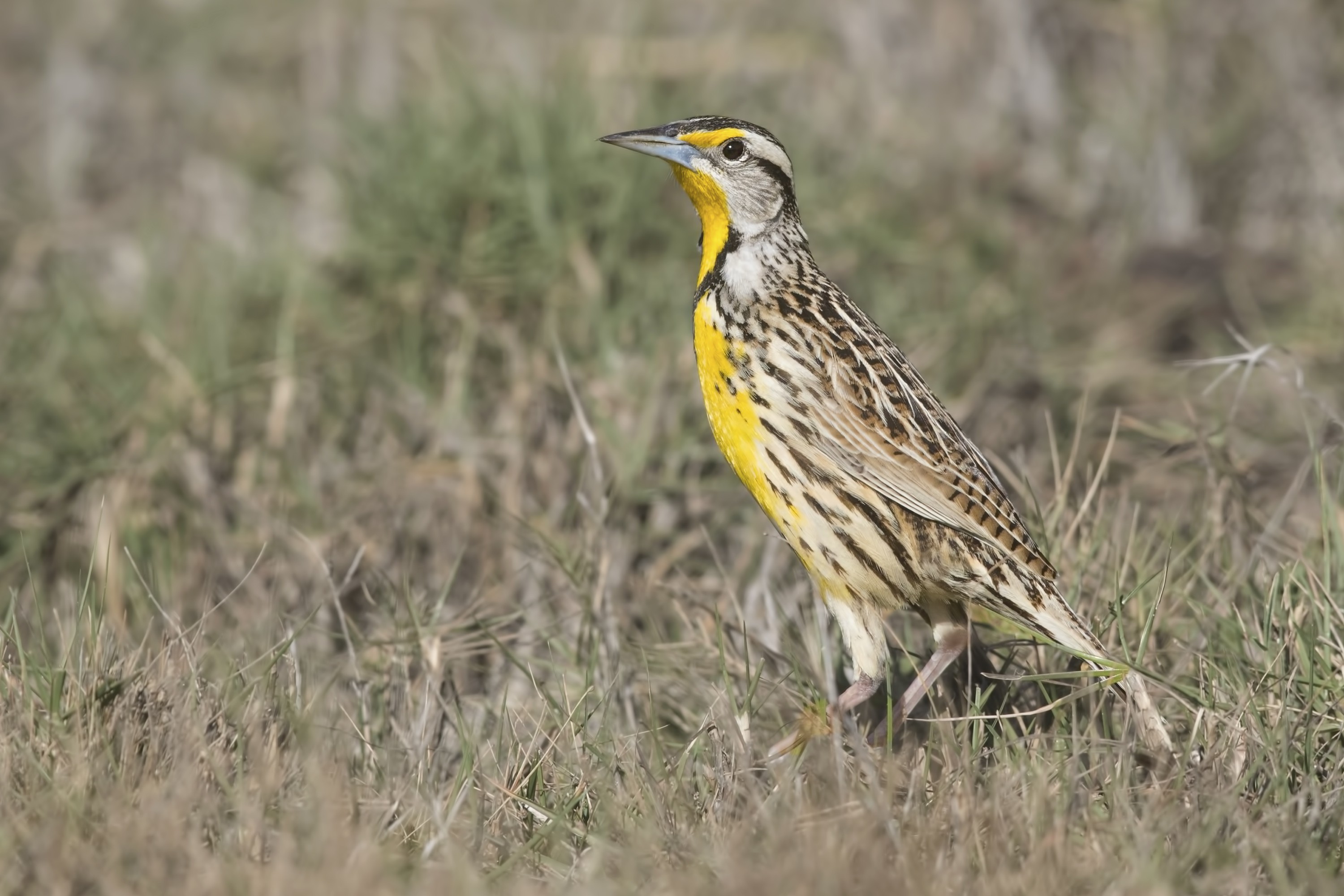Eastern Meadowlark — Ana fotoğraf