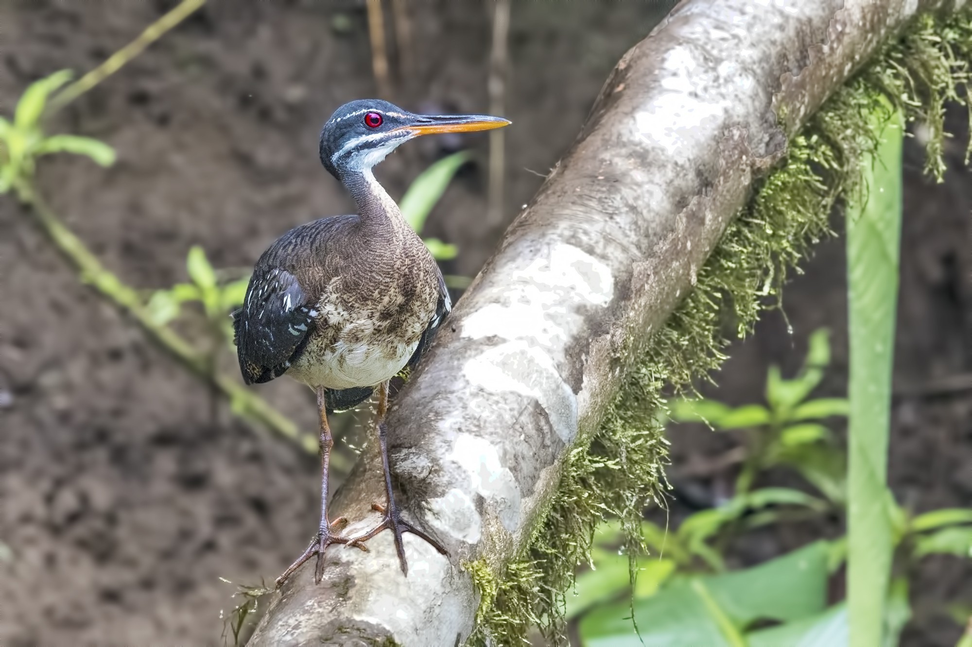 Sunbittern