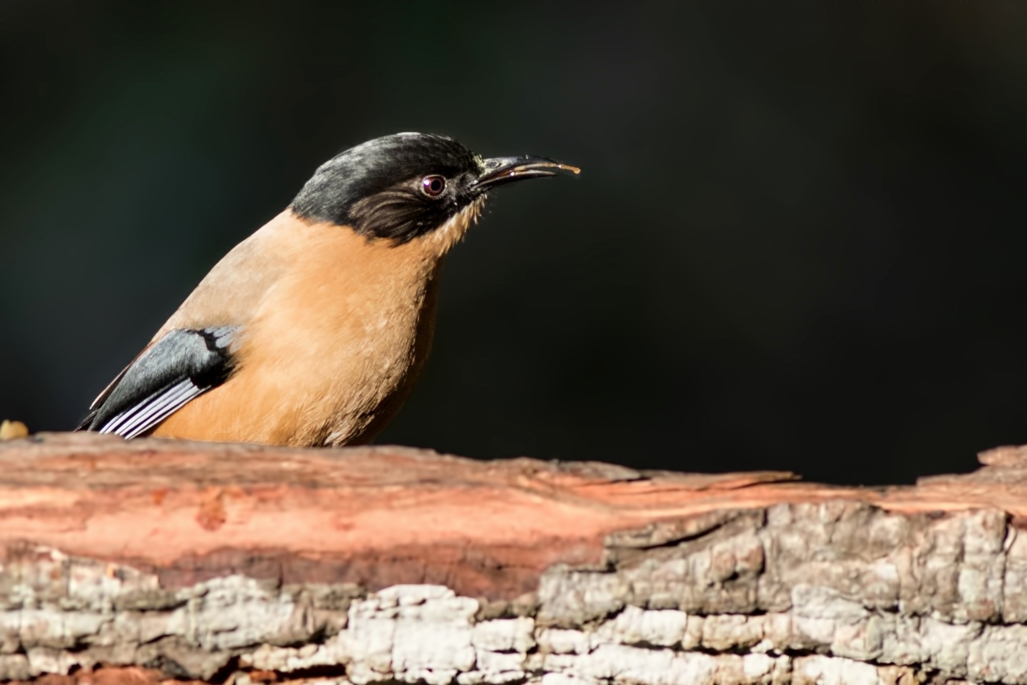 Rufous Sibia