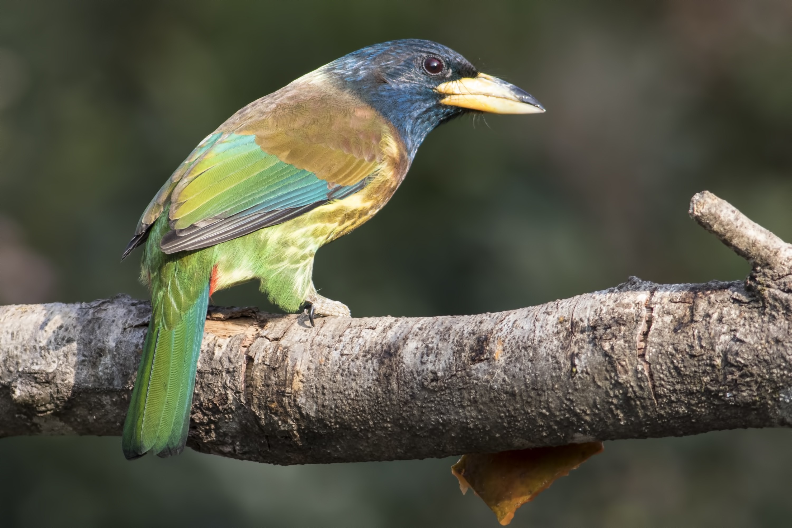 Great Barbet