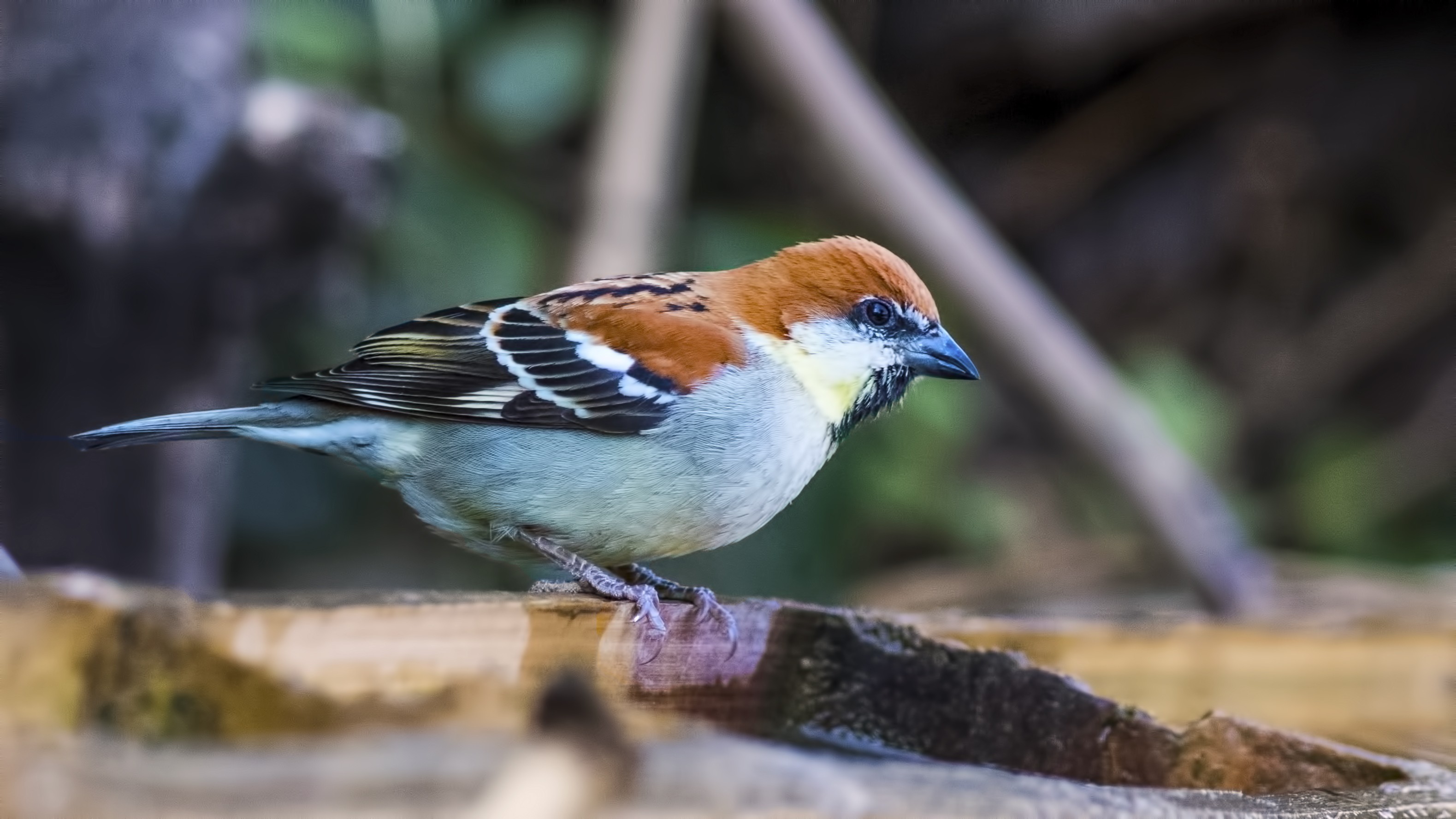 Russet Sparrow — Ana fotoğraf
