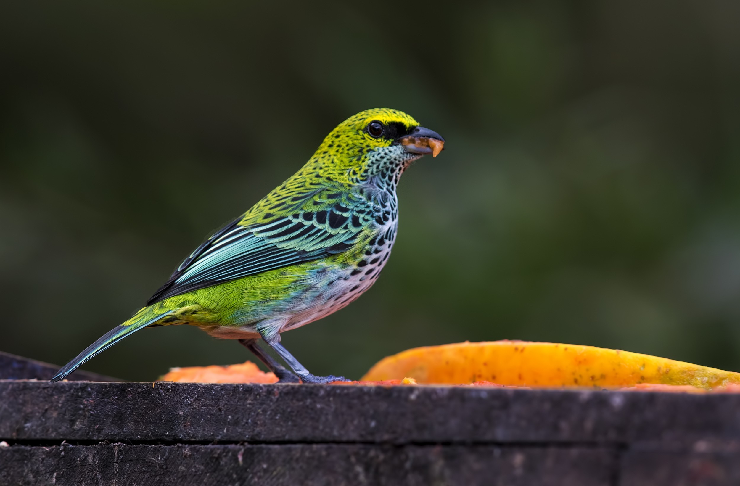 Speckled Tanager