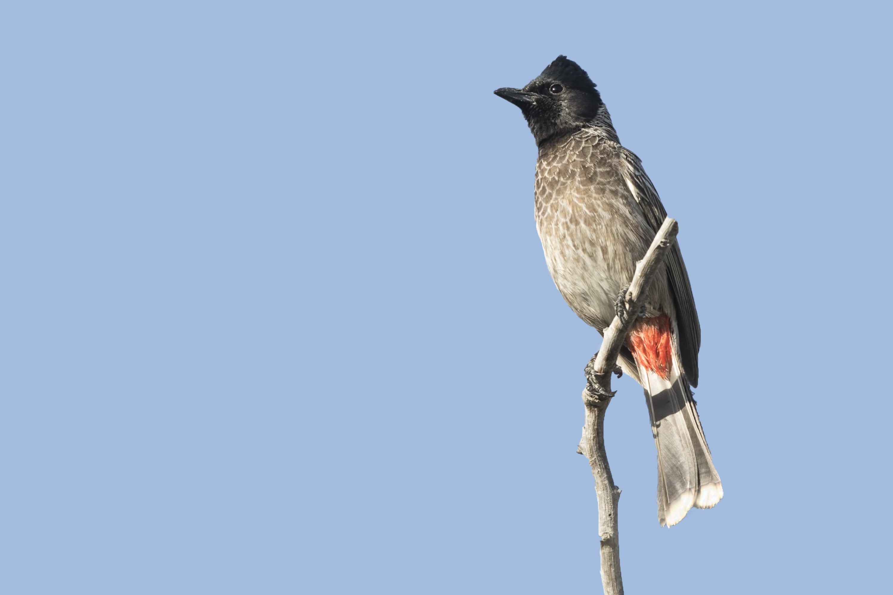Red-vented Bulbul